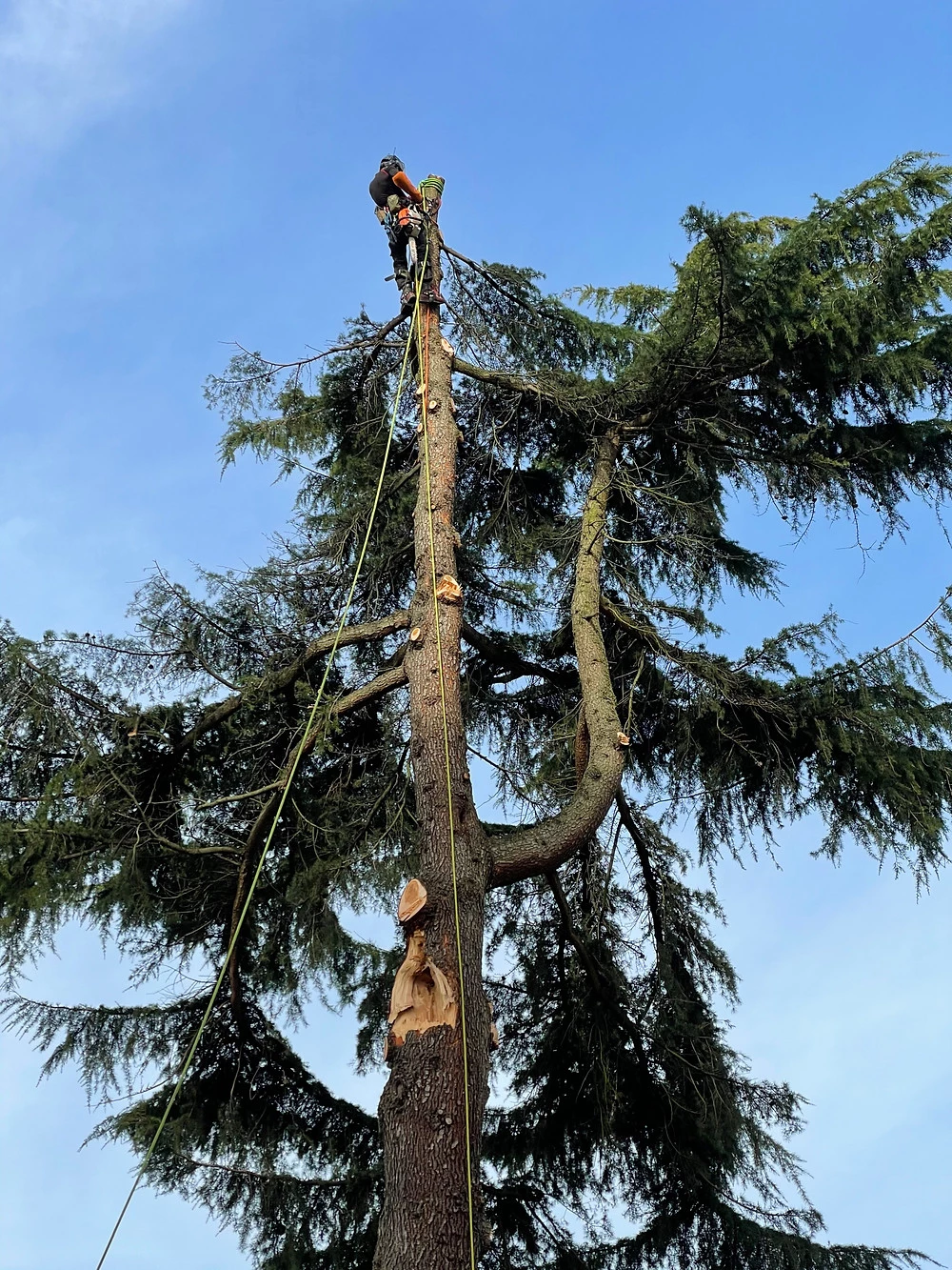 Élagage et abattage