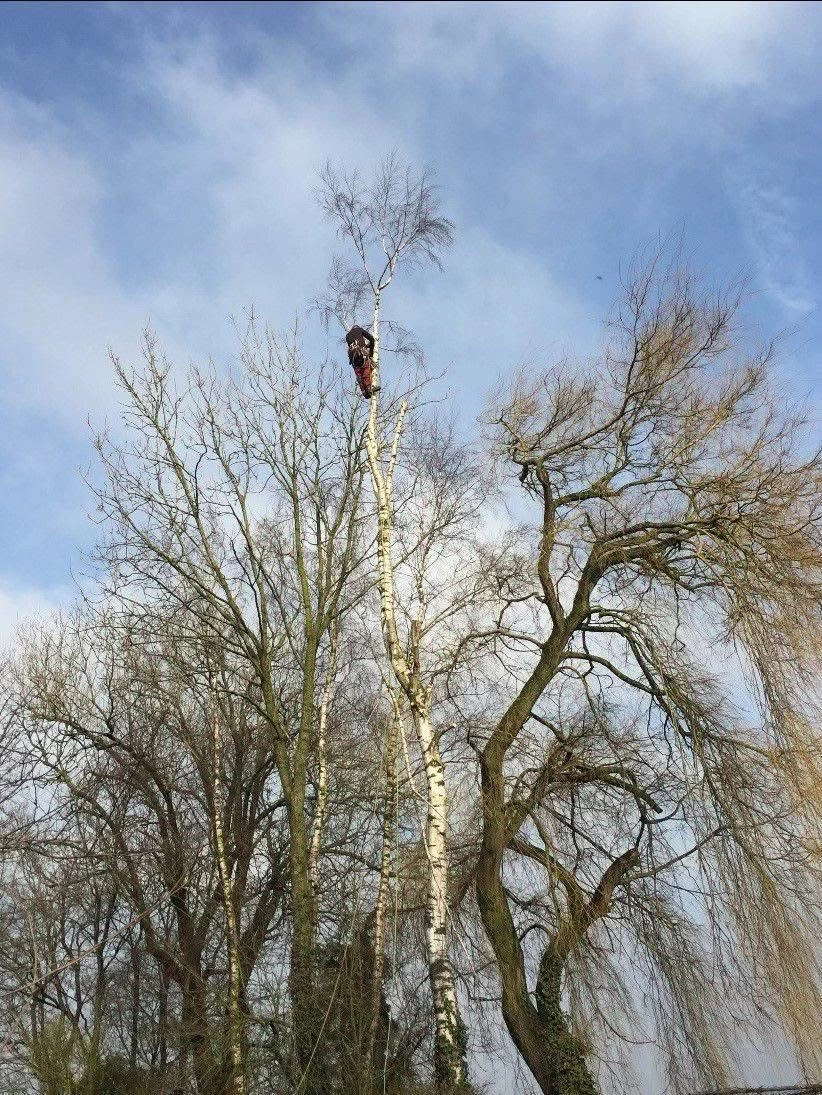 Élagage et abattage