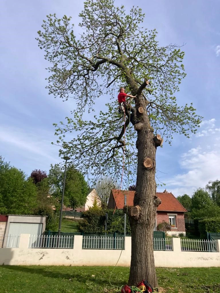 Élagage et abattage