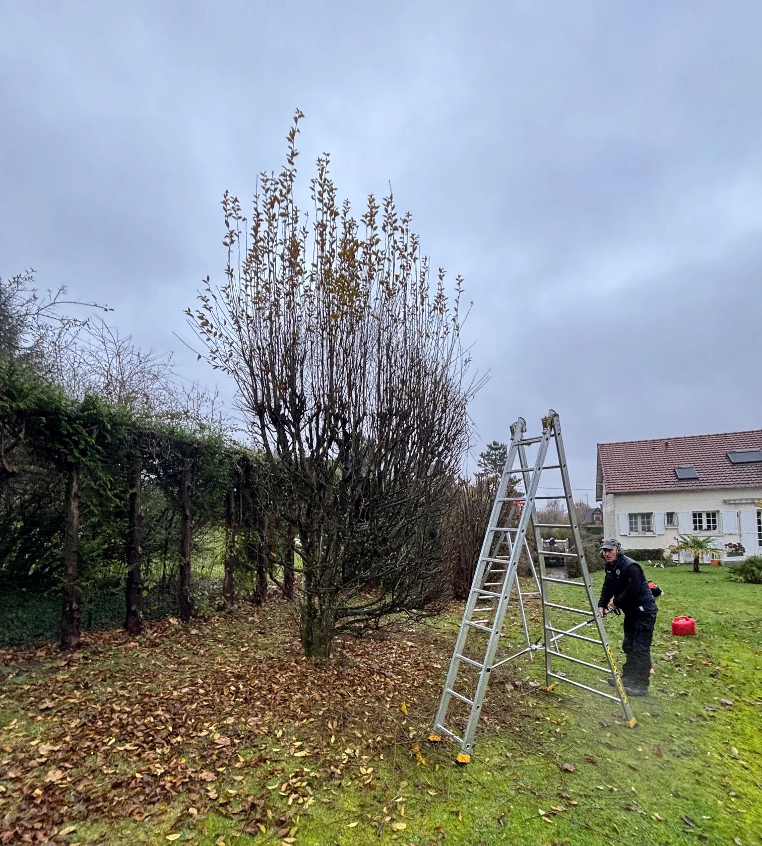 Taille de haies - arbustes - fruitiers