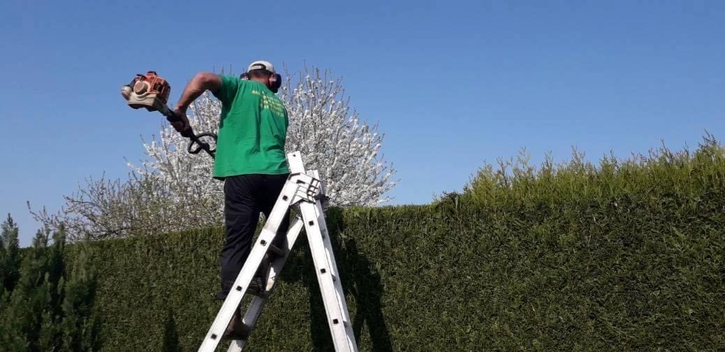 Taille de haies - arbustes - fruitiers