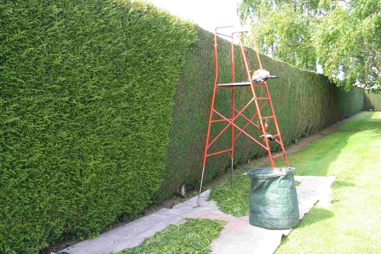 Taille de haies - arbustes - fruitiers