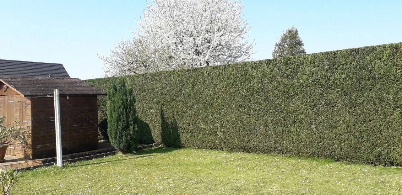 Taille de haies - arbustes - fruitiers