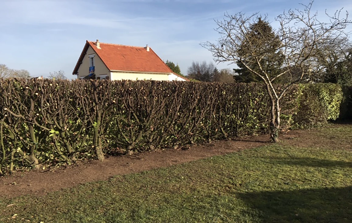 Taille de haies - arbustes - fruitiers