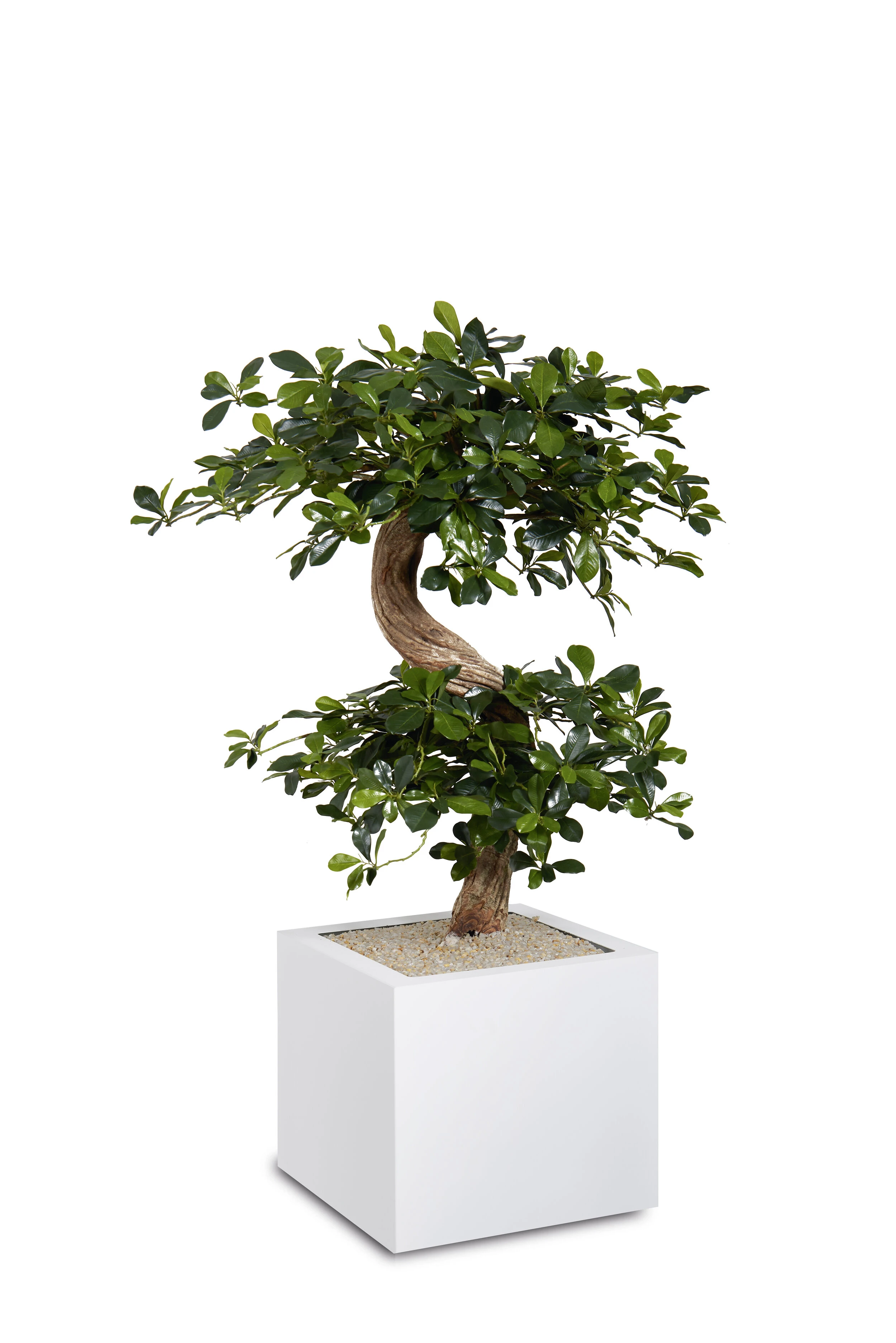 Plantes, décoration & accessoires – La touche finale signée Cognet Agencement