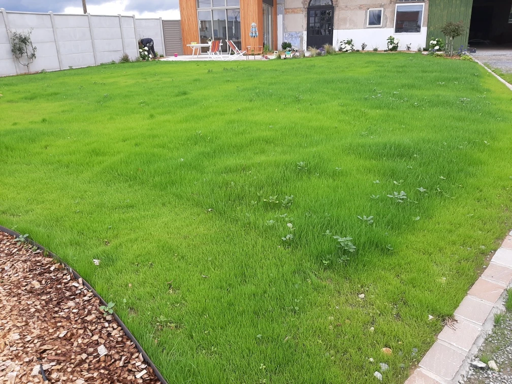 Scarification/Engazonnement