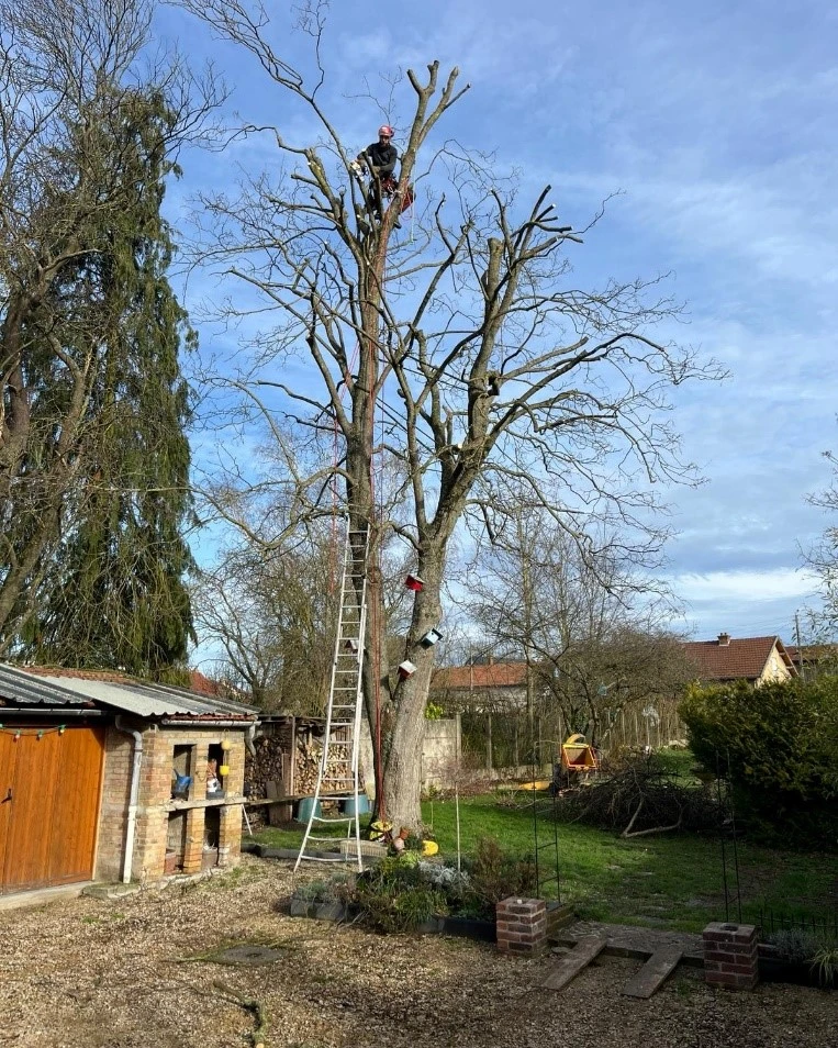 Élagage et abattage