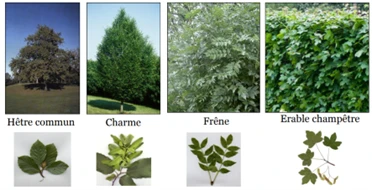 La Biodiversité Communale