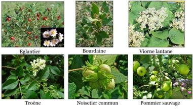 La Biodiversité Communale