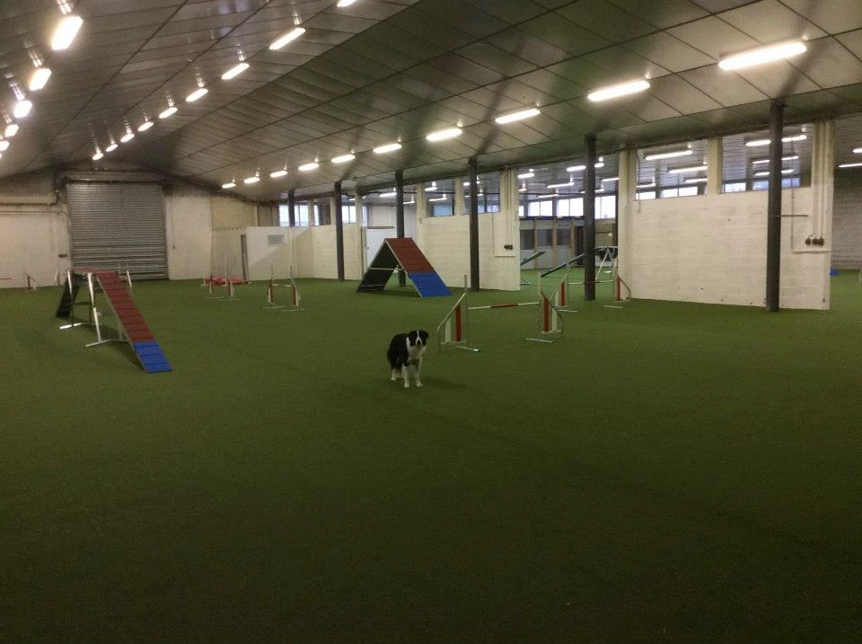 Gazon synthétique spécial agility pour chiens en salle et compétitions