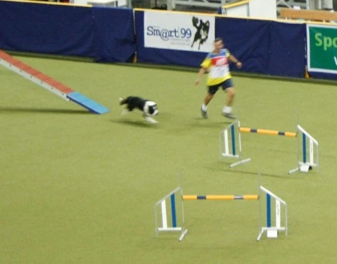 Gazon synthétique spécial agility pour chiens en salle et compétitions