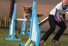 Gazon synthétique spécial agility pour chiens en salle et compétitions