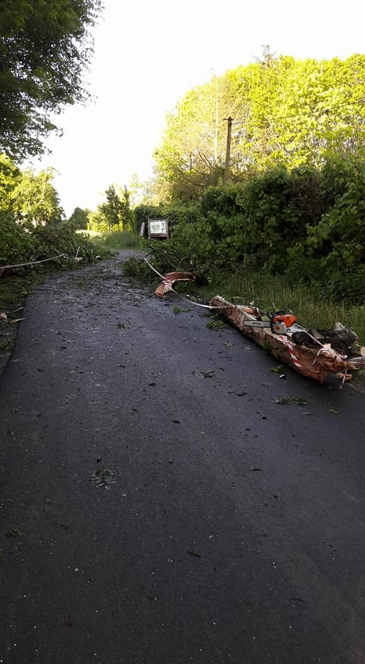Abattage et élagage d’arbres pour particuliers, professionnels et collectivités – PRO PAYSAGE