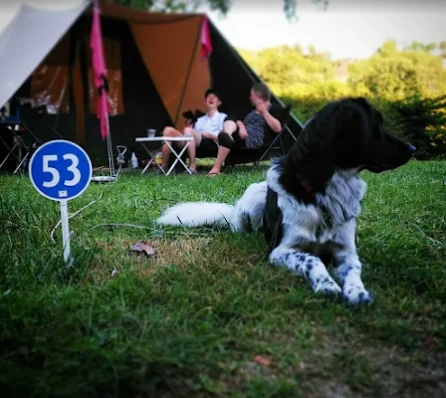 Camping qui accepte les animaux
