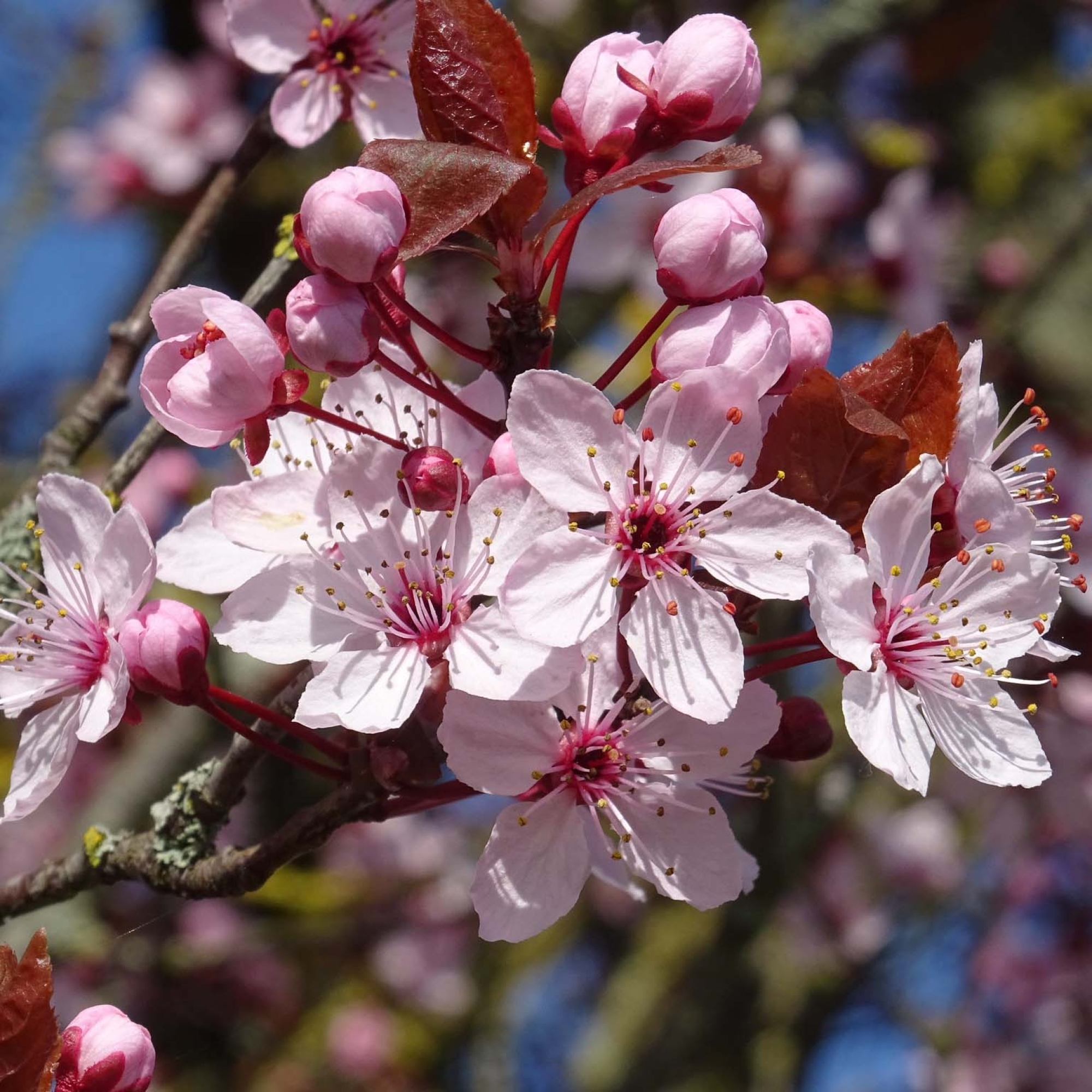 Arbuste à fleurs - PRUNUS CISTENA