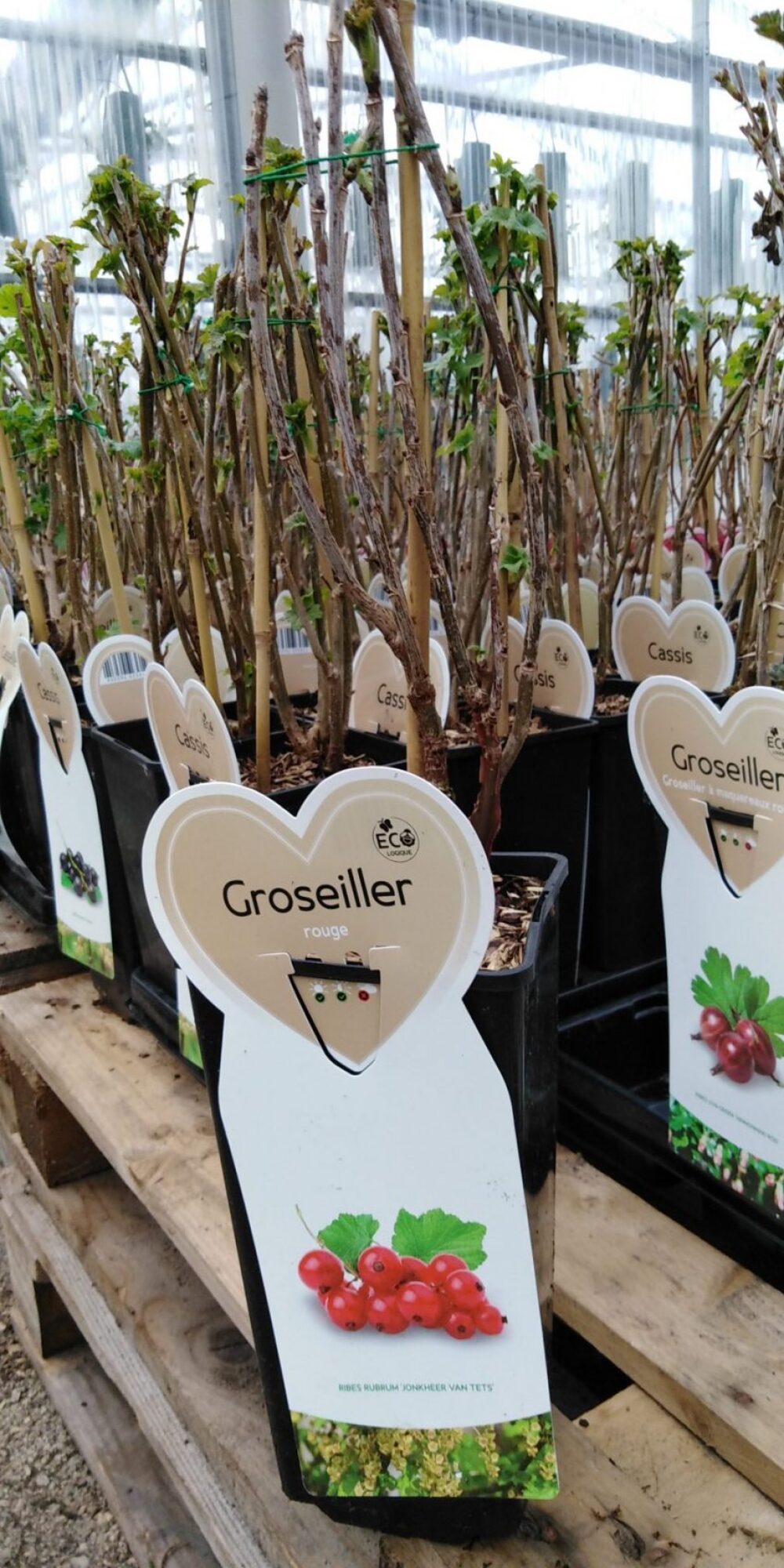 Groseiller gros fruits