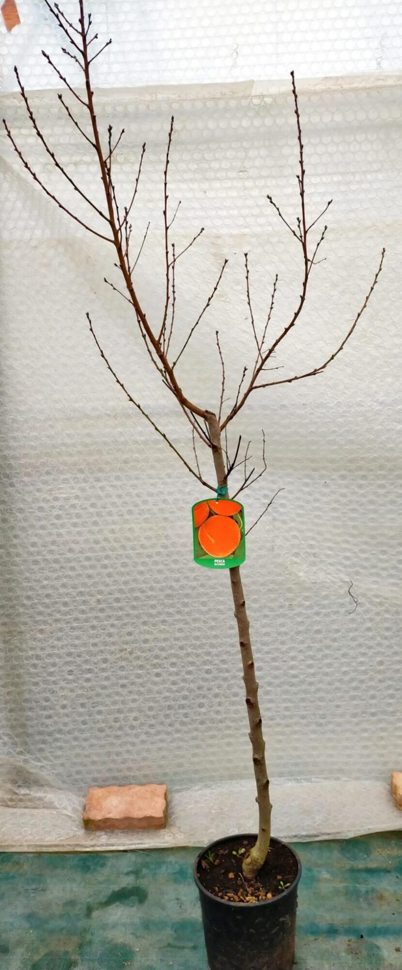 Pêcher à demi-tige