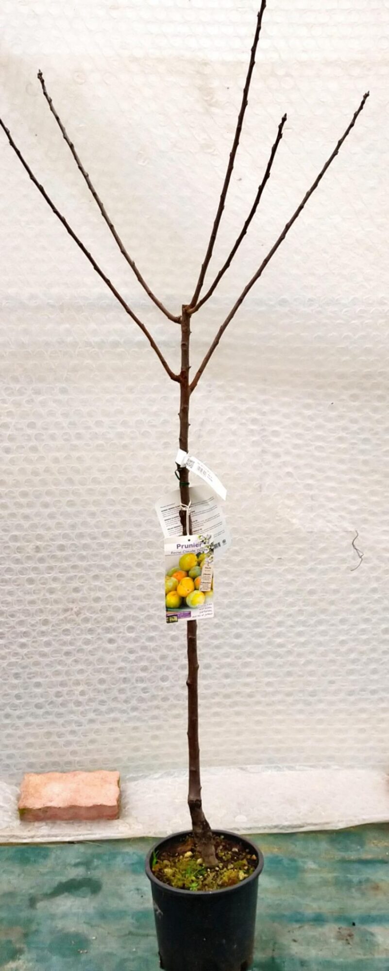 Prunier demi-tige