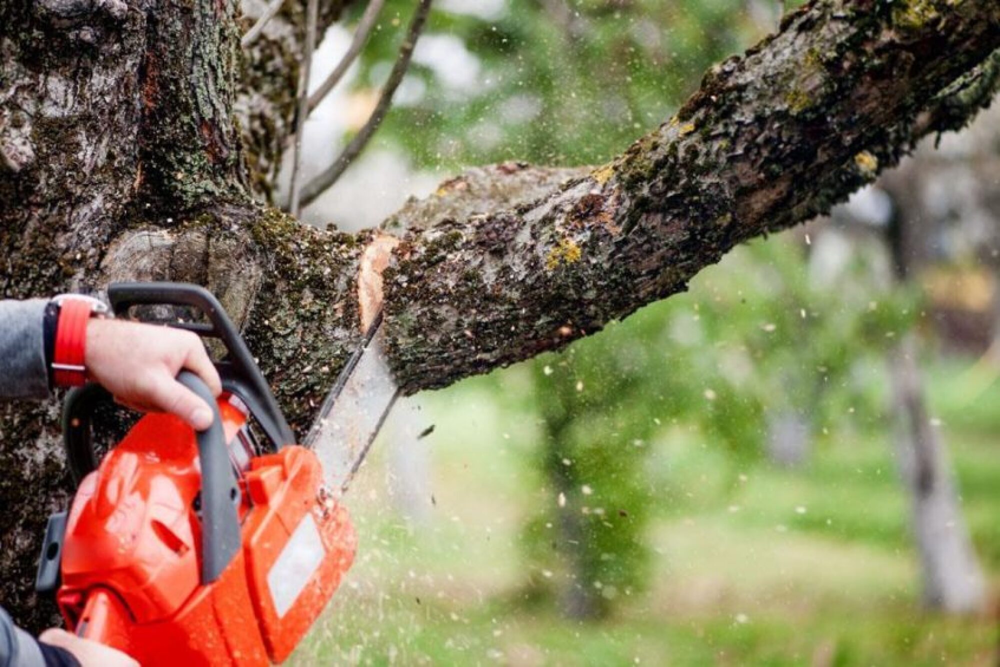 Elagage professionnel