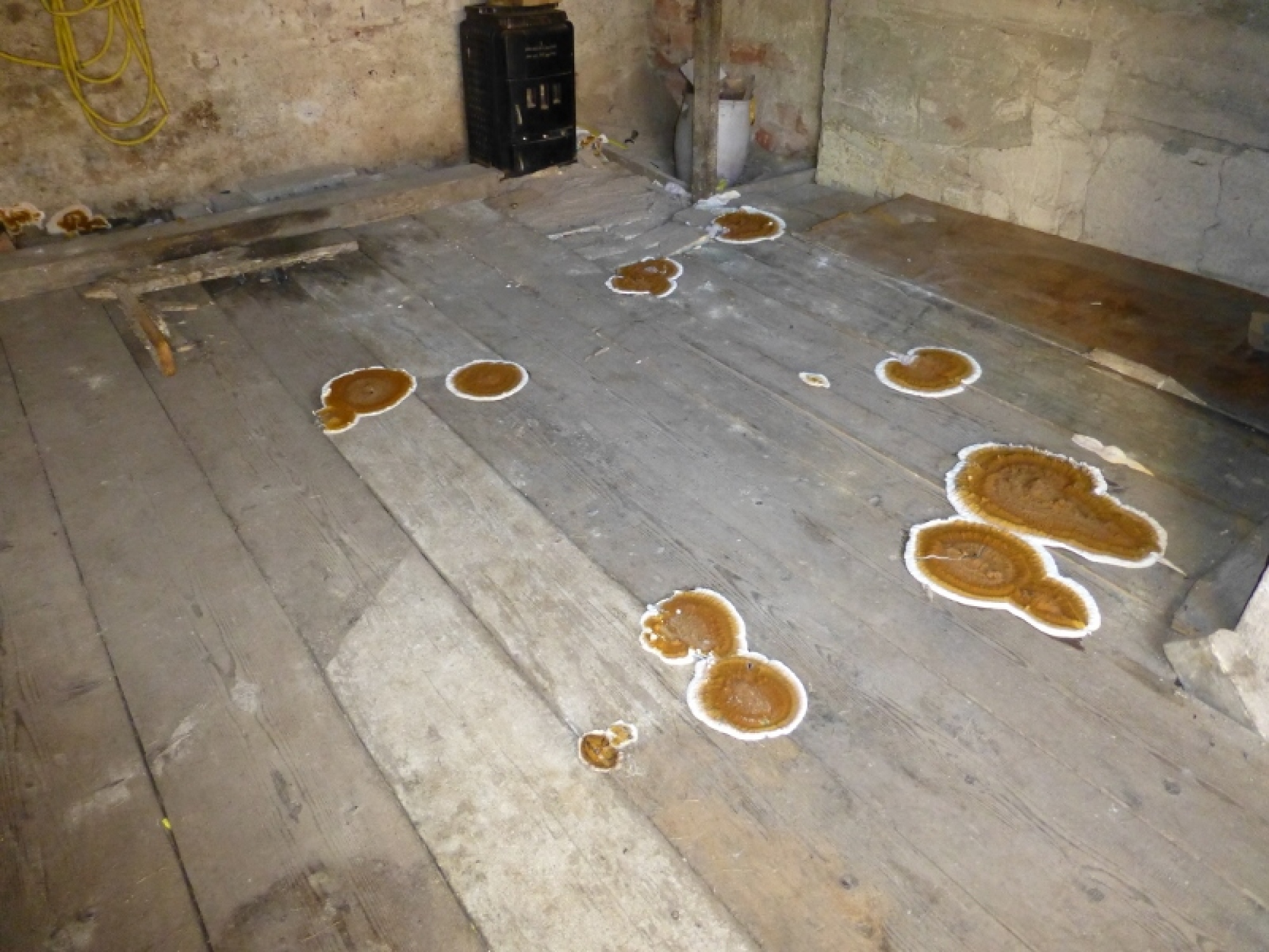 Traitement contre les champignons (mérule) et les moisissures