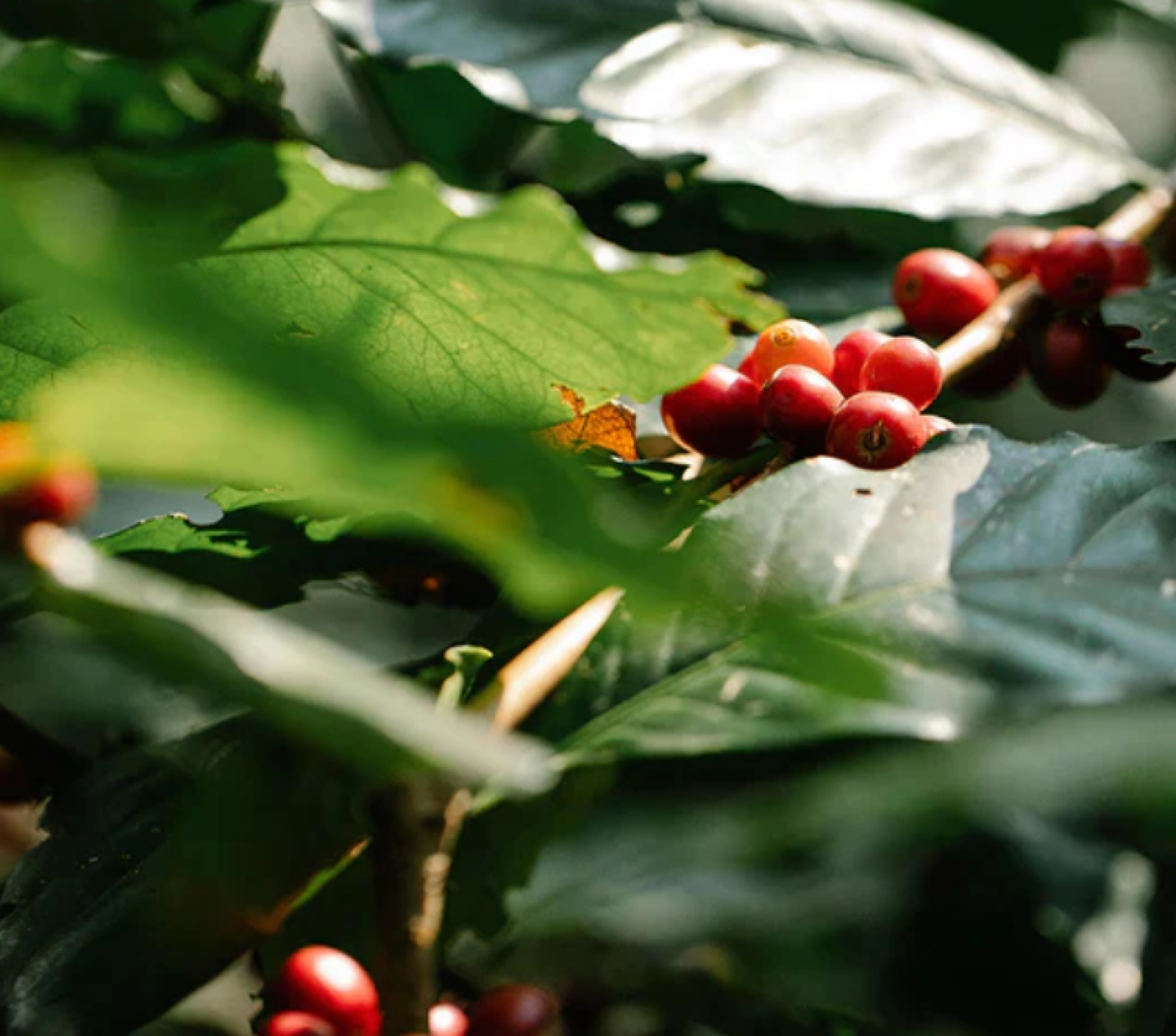 Berbérine Épine Vinette