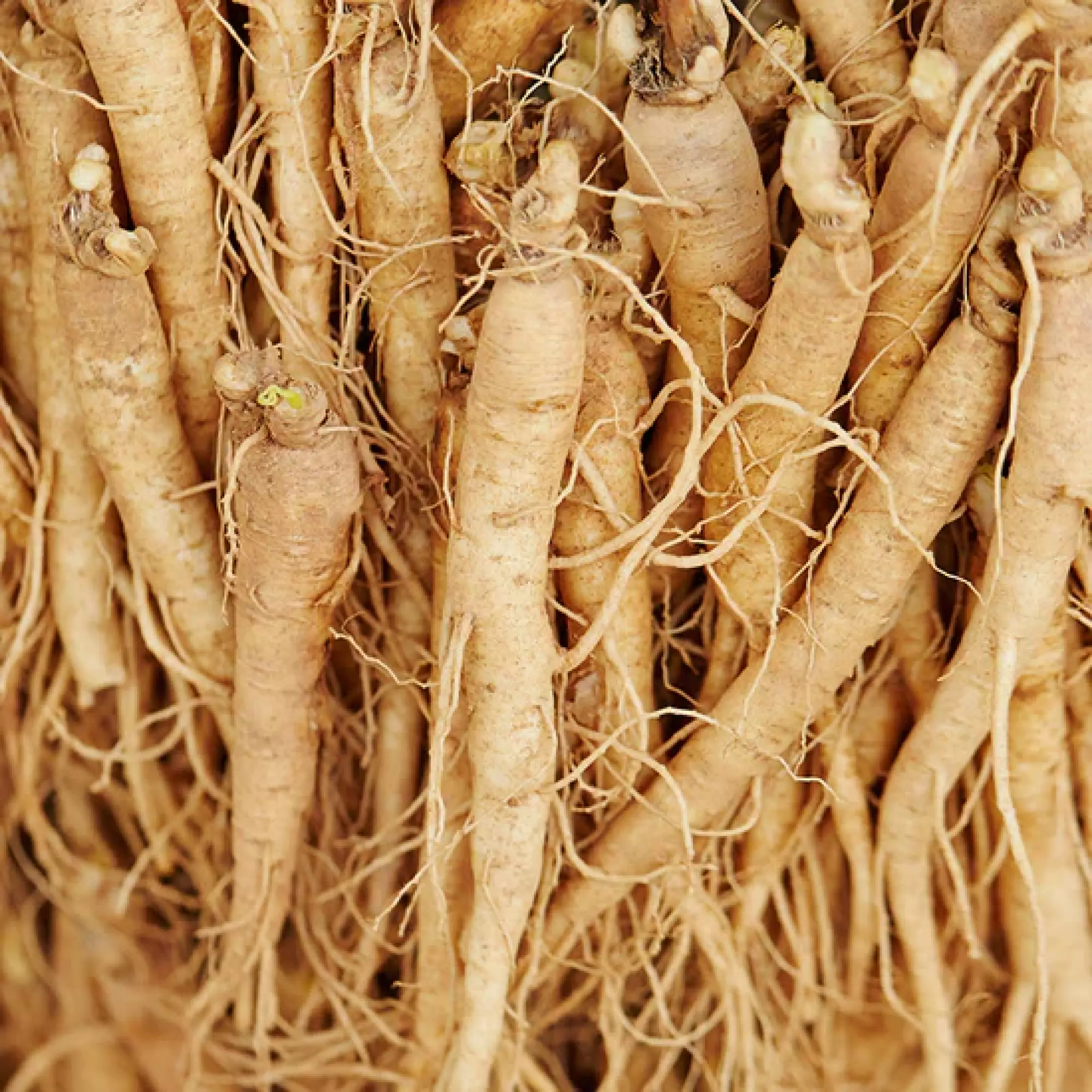 Complexe Vitalité Bio