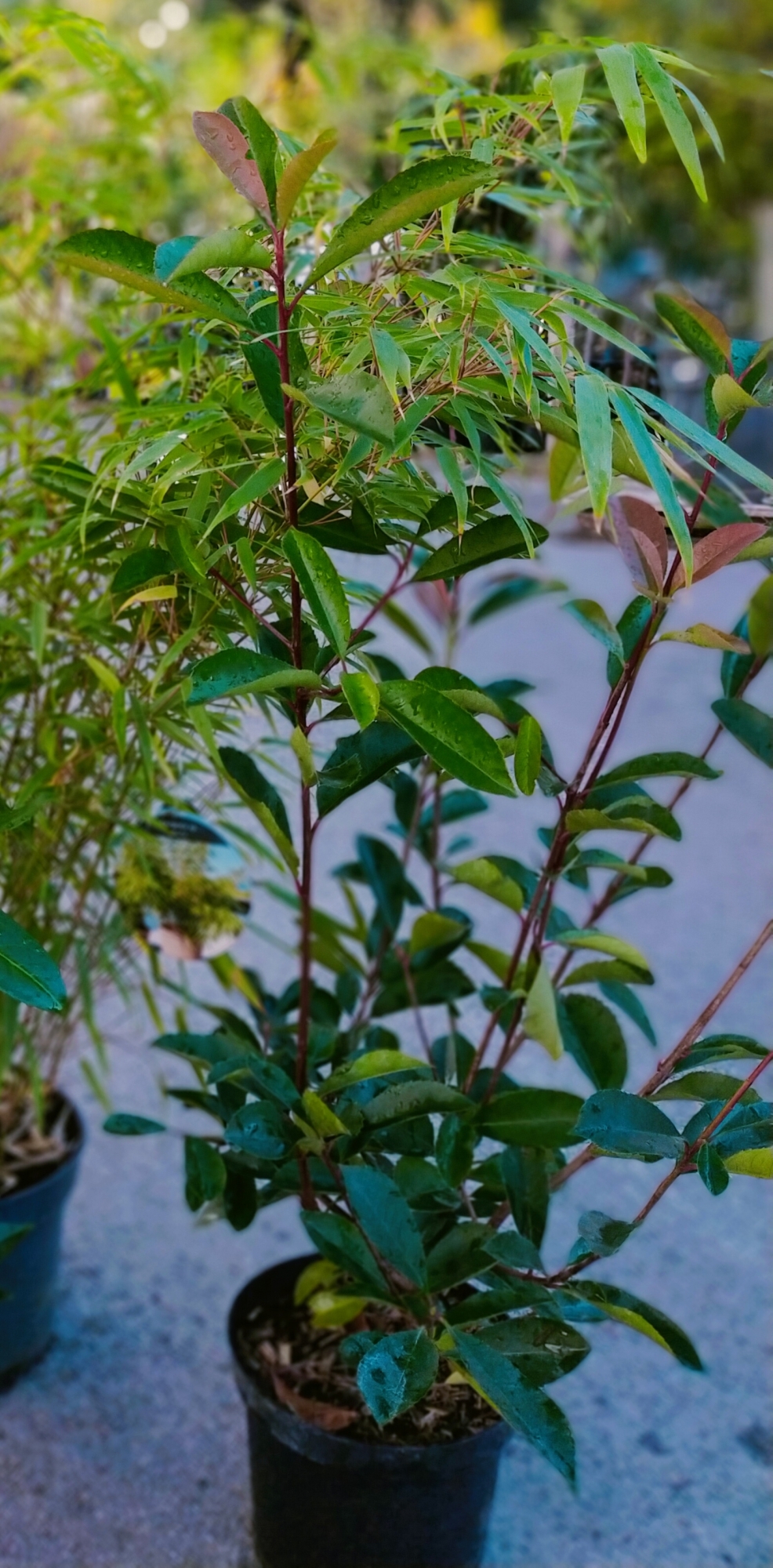 Photinia à planter