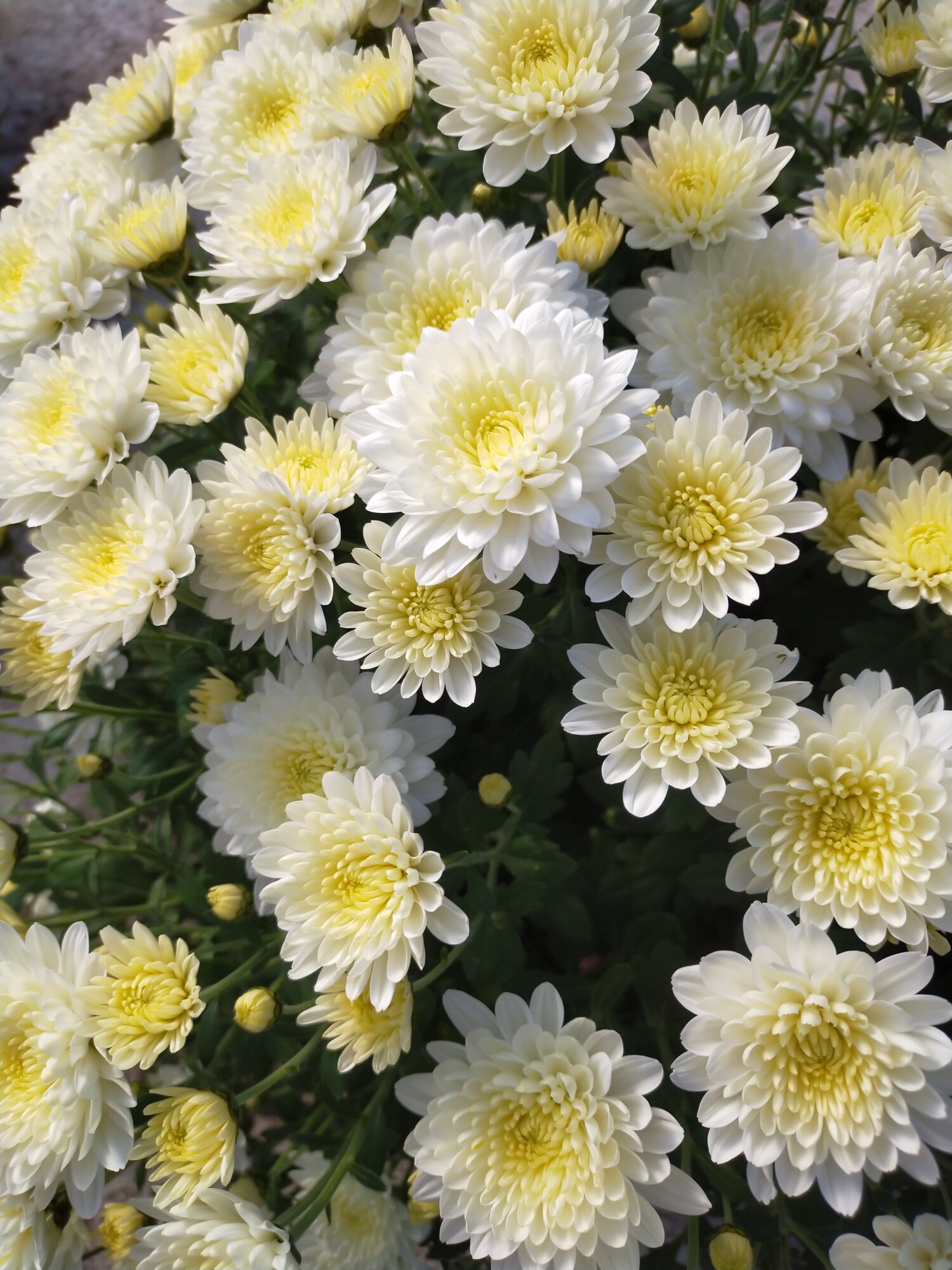 Chrysanthème