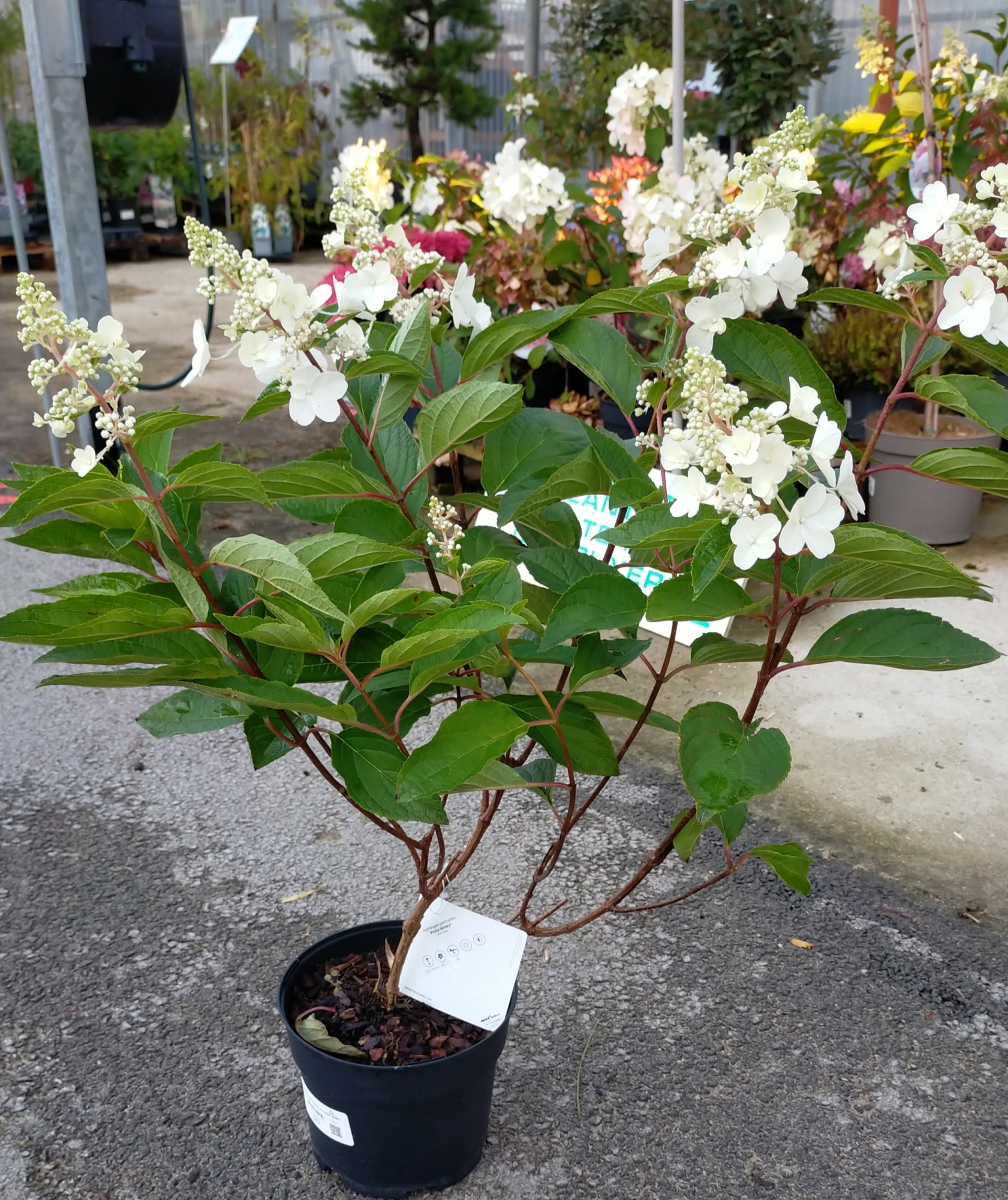 Hortensia Paniculata