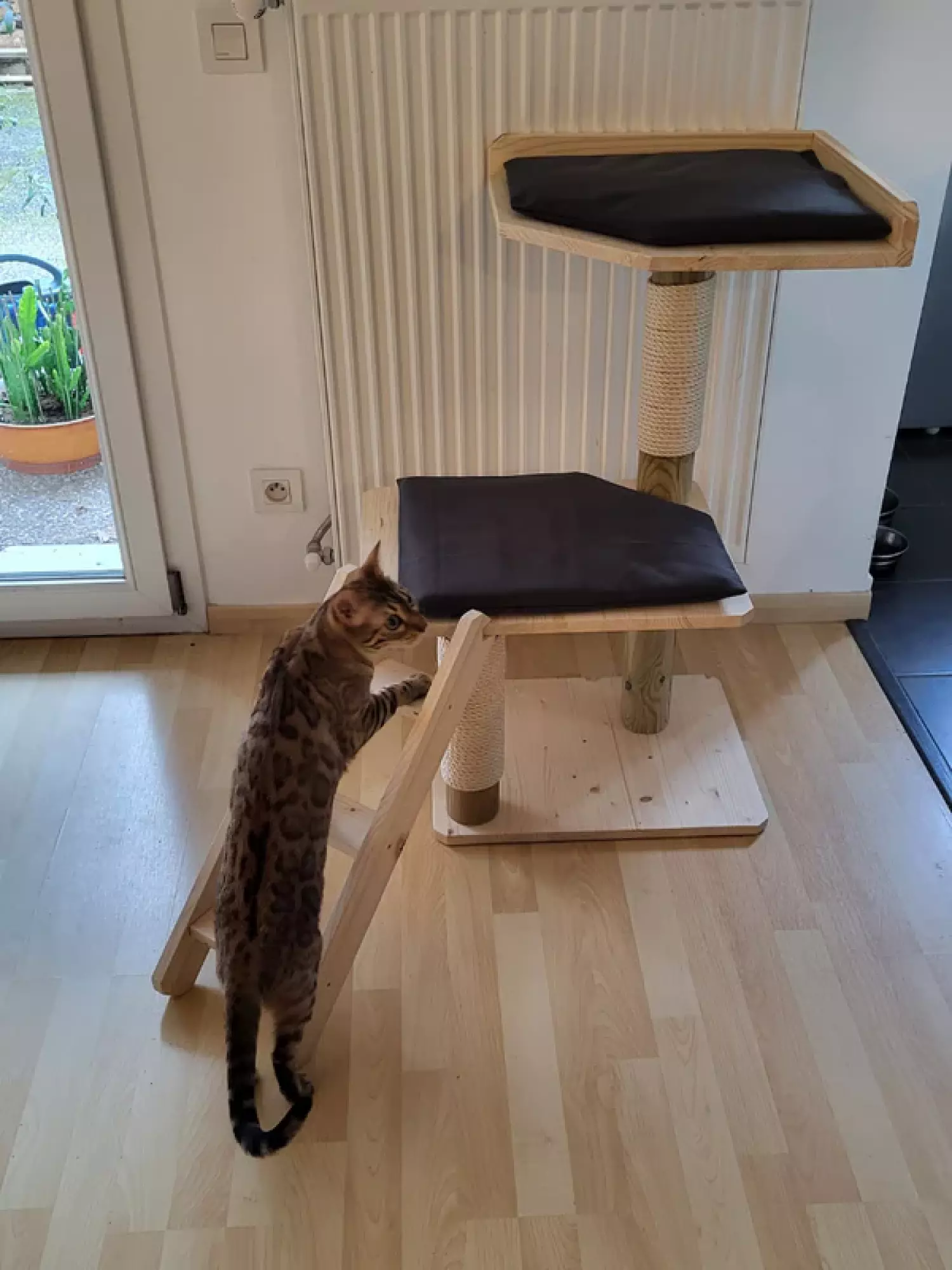 Arbre à chat et son échelle