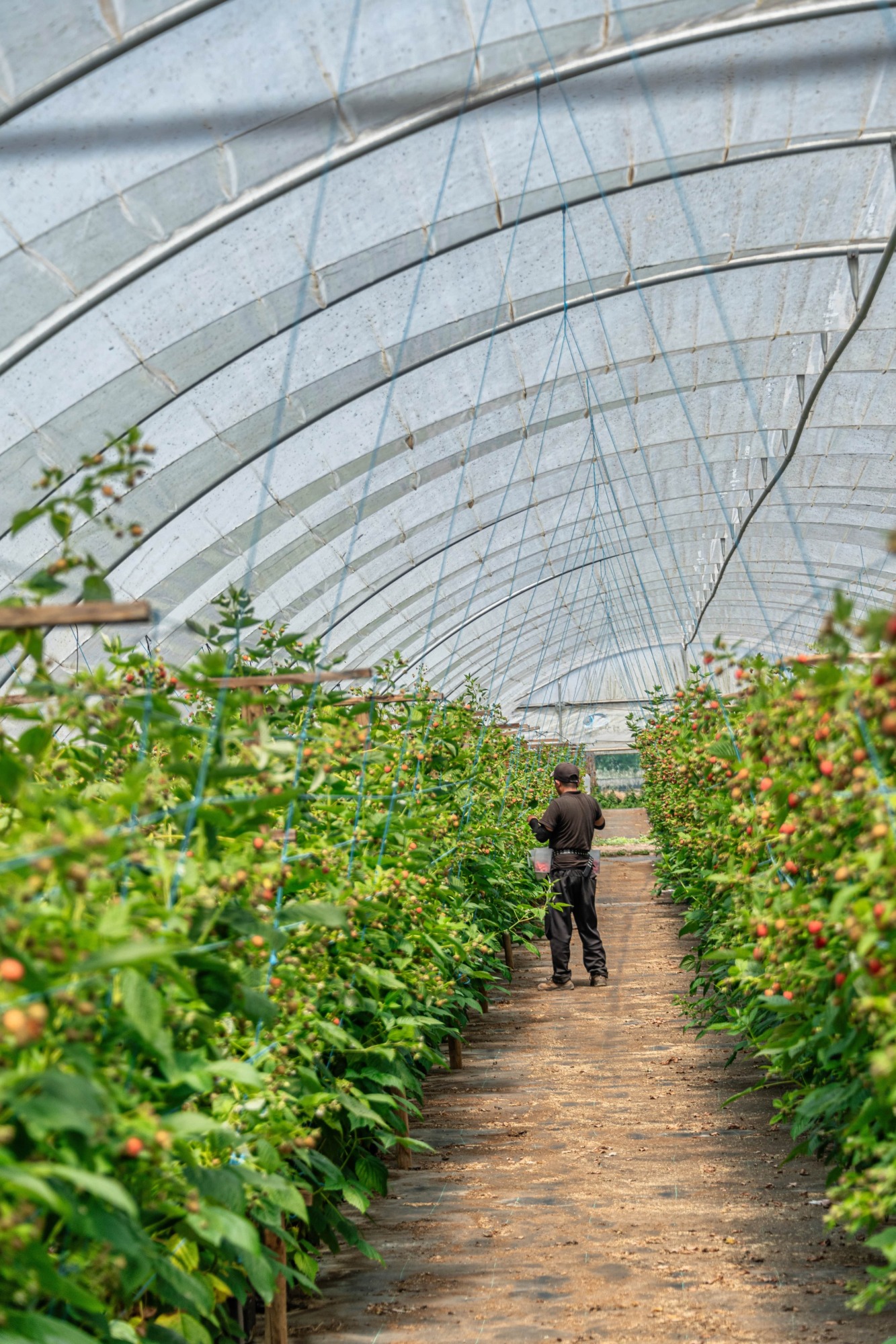 Isolant thermique pour serre