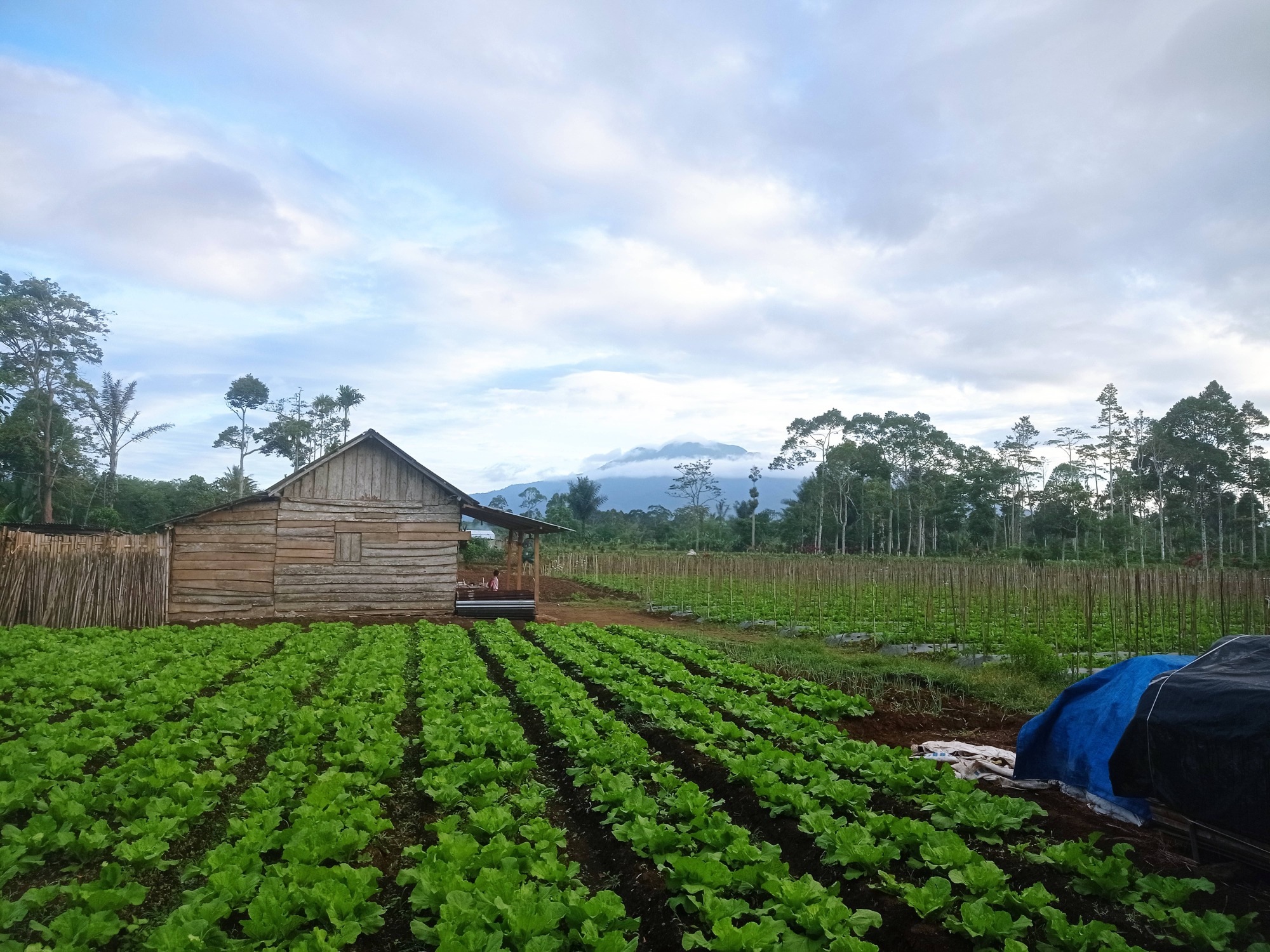 Réparation de cultivateurs manuels