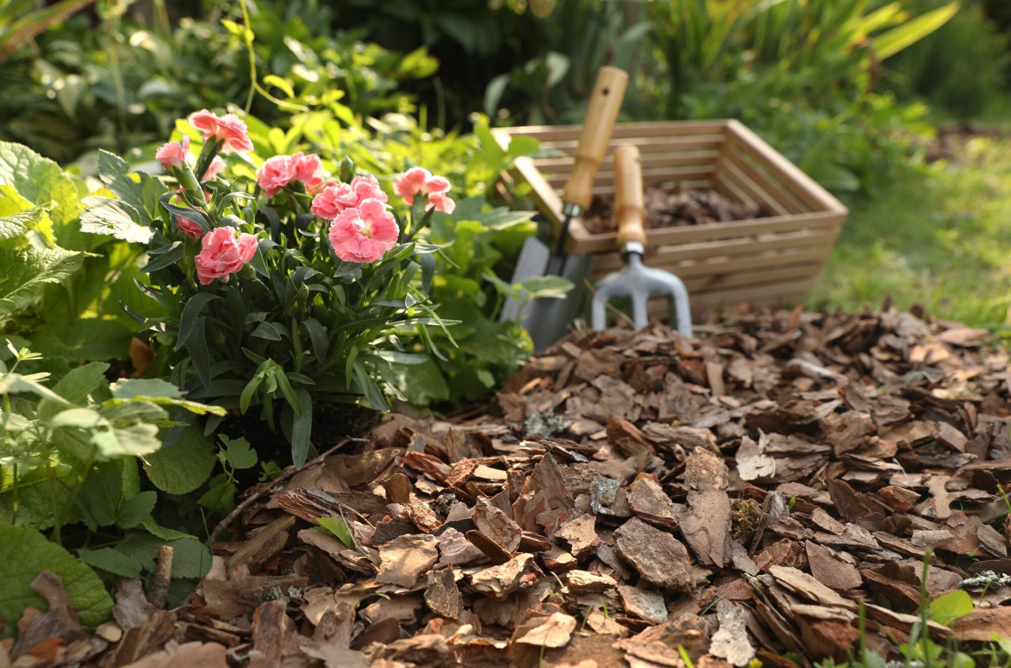 Livraison d'écorce de Pin pour jardin