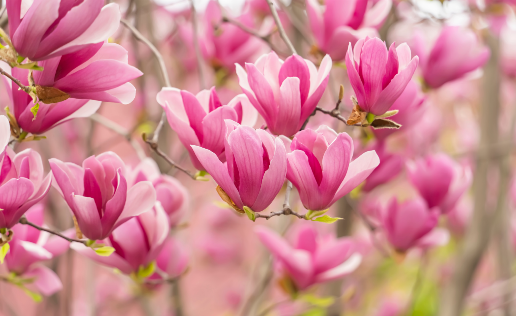 Achat d'arbustes à fleurs magnolia