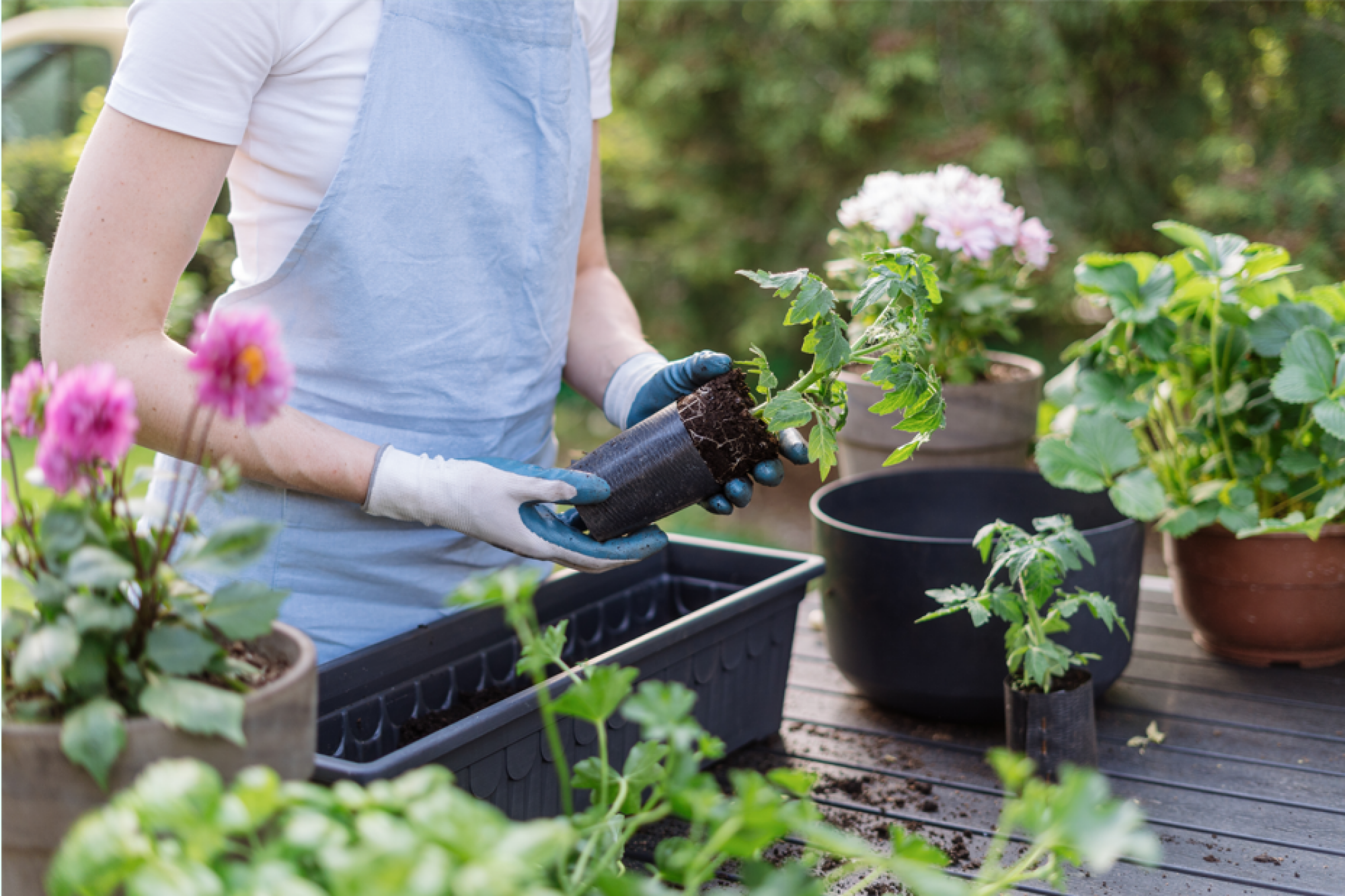 Agencement de jardinières