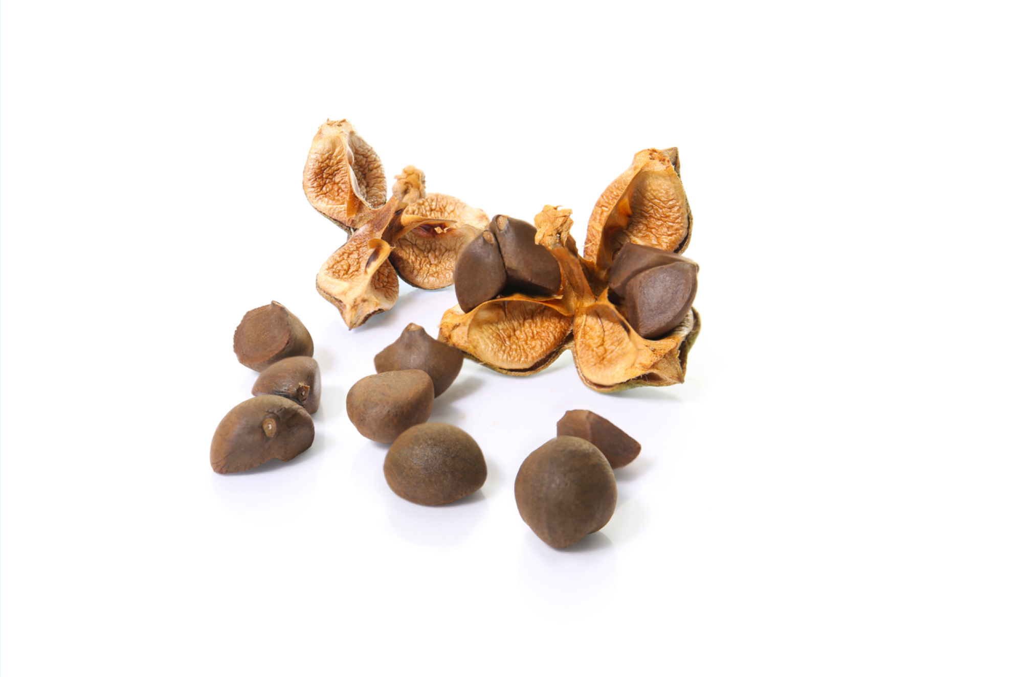 Cultivation de graines de camélias