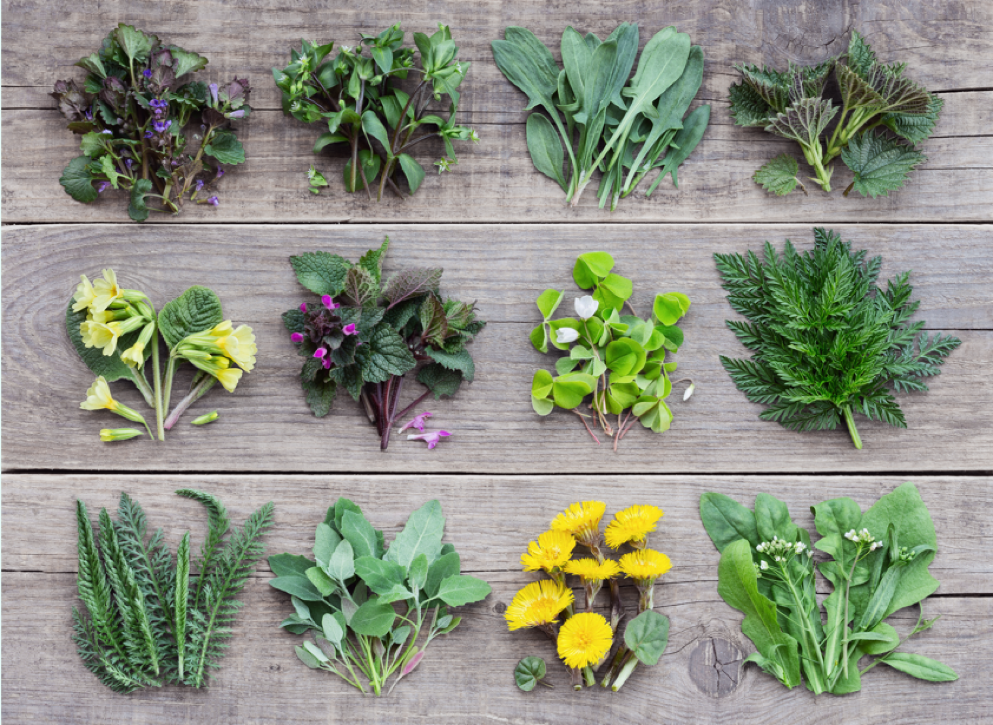 Cultivation de plantes comestibles