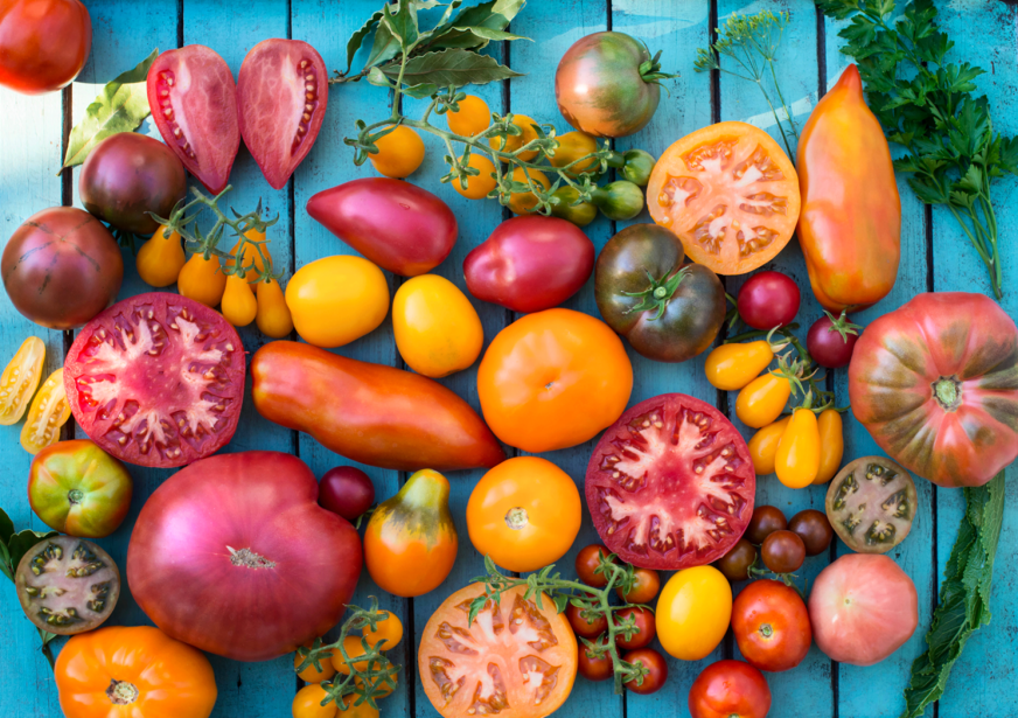 Cultivation de variétés hybrides