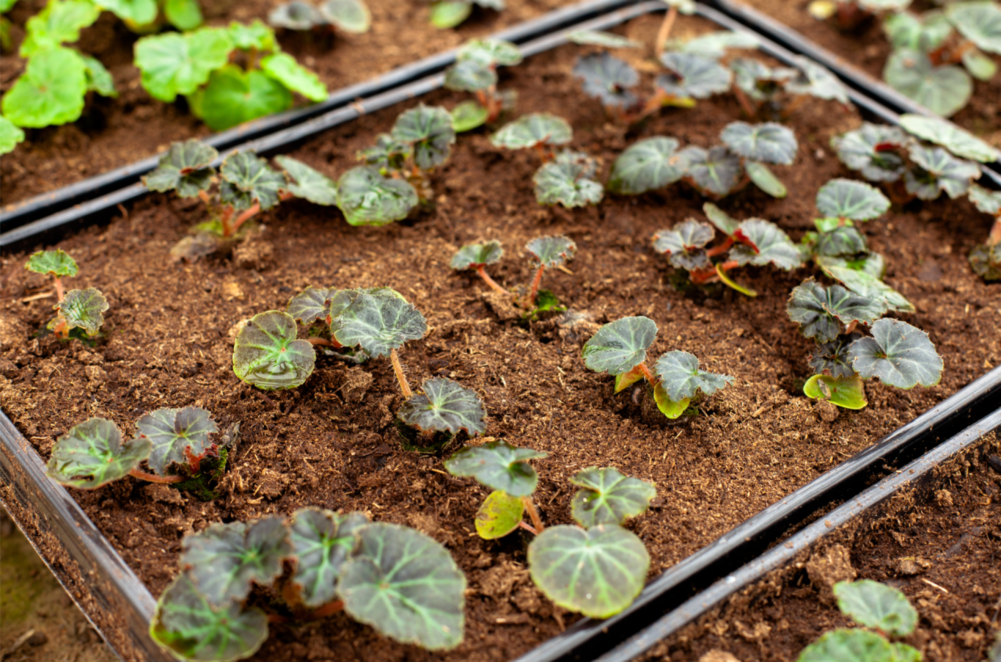Fourniture de graines de bégonia