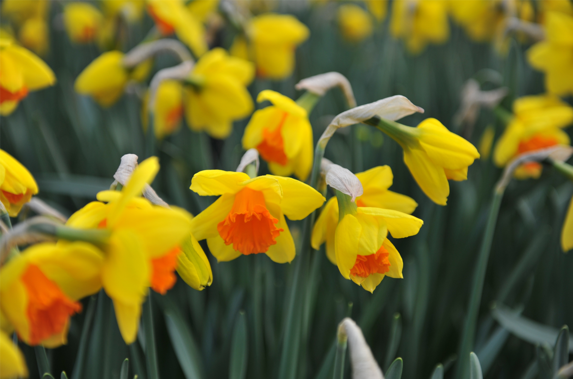 Fourniture de graines de narcisse