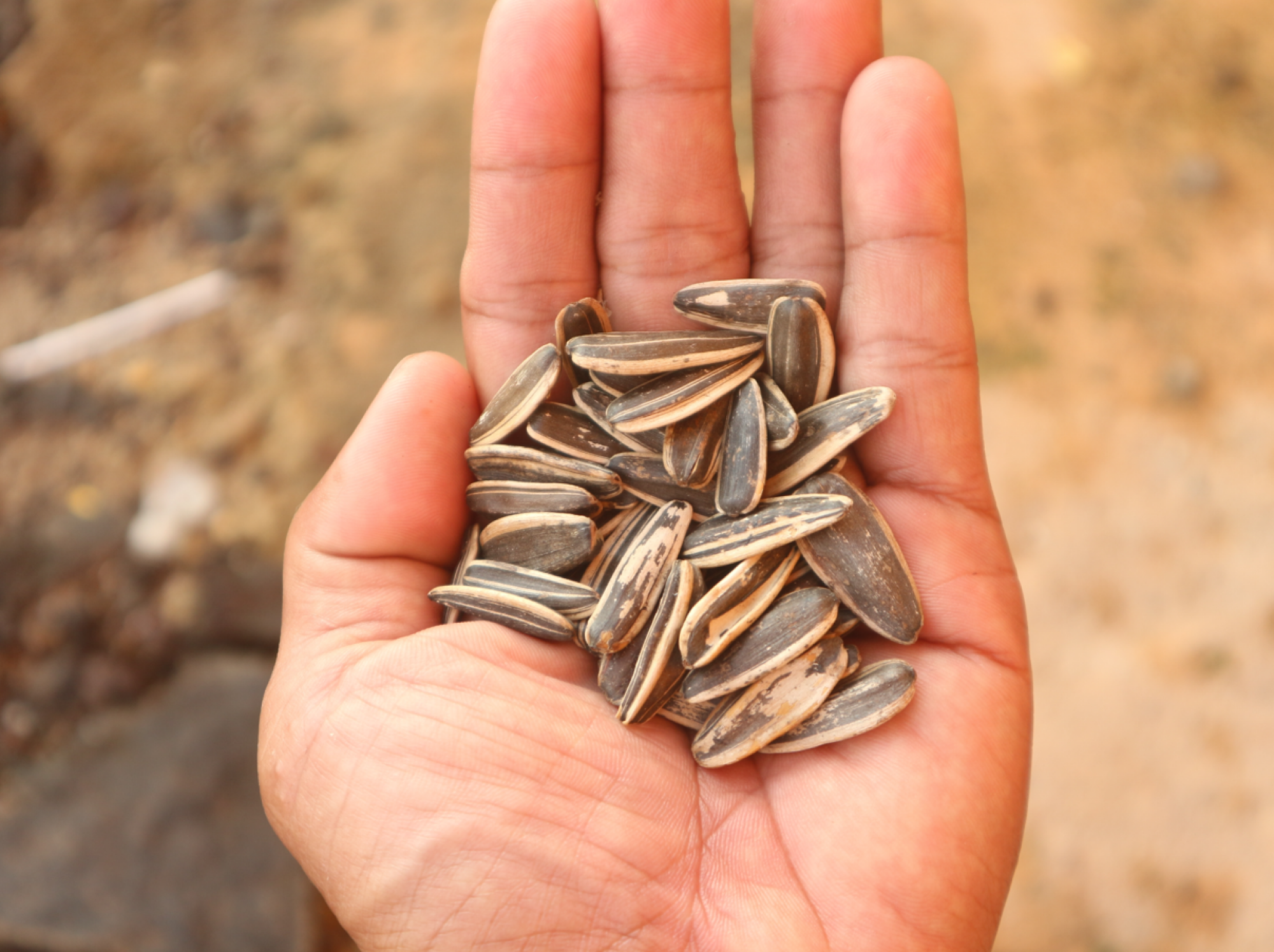 Fourniture de graines de tournesols