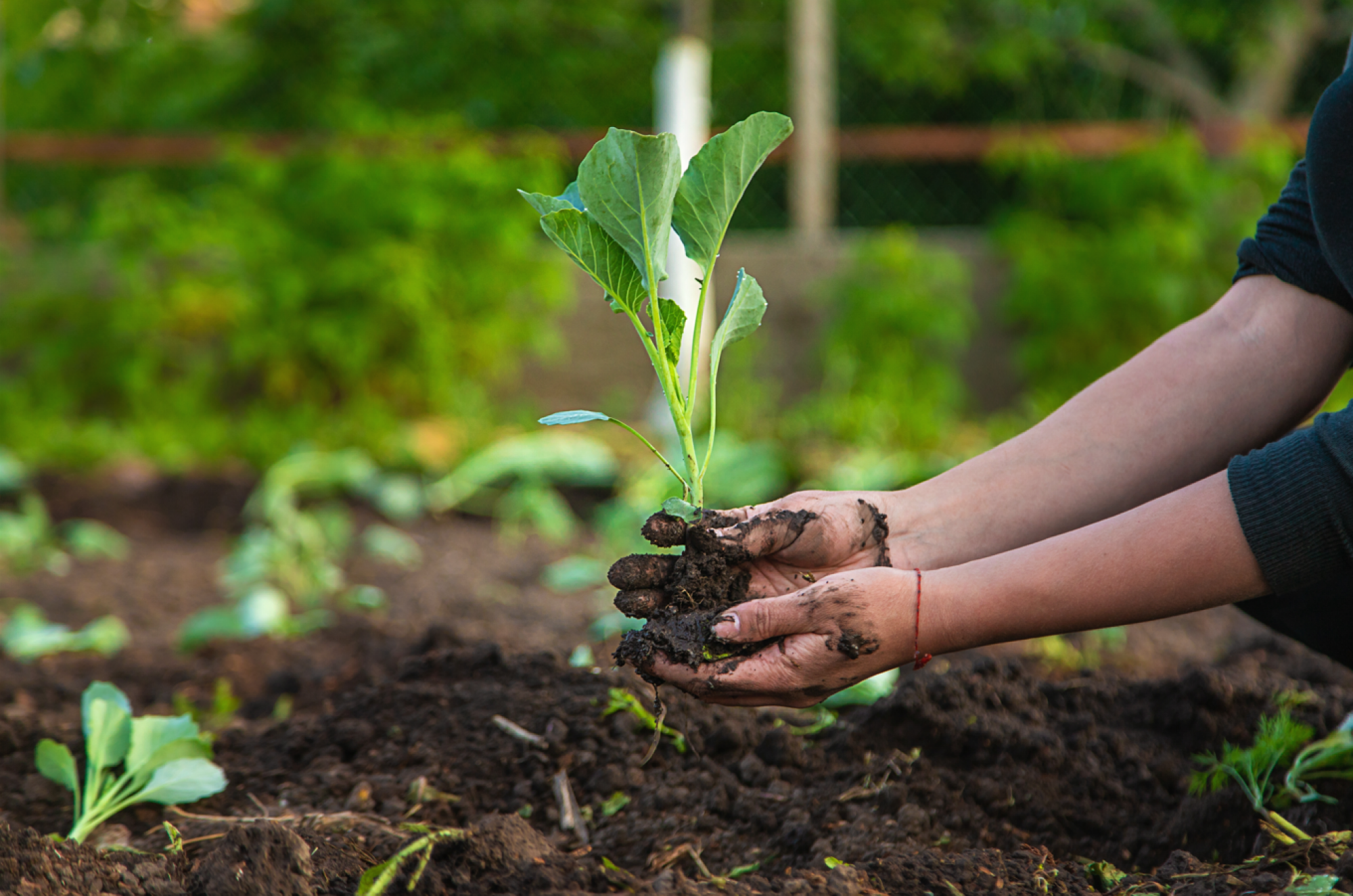Fourniture de plants de chou