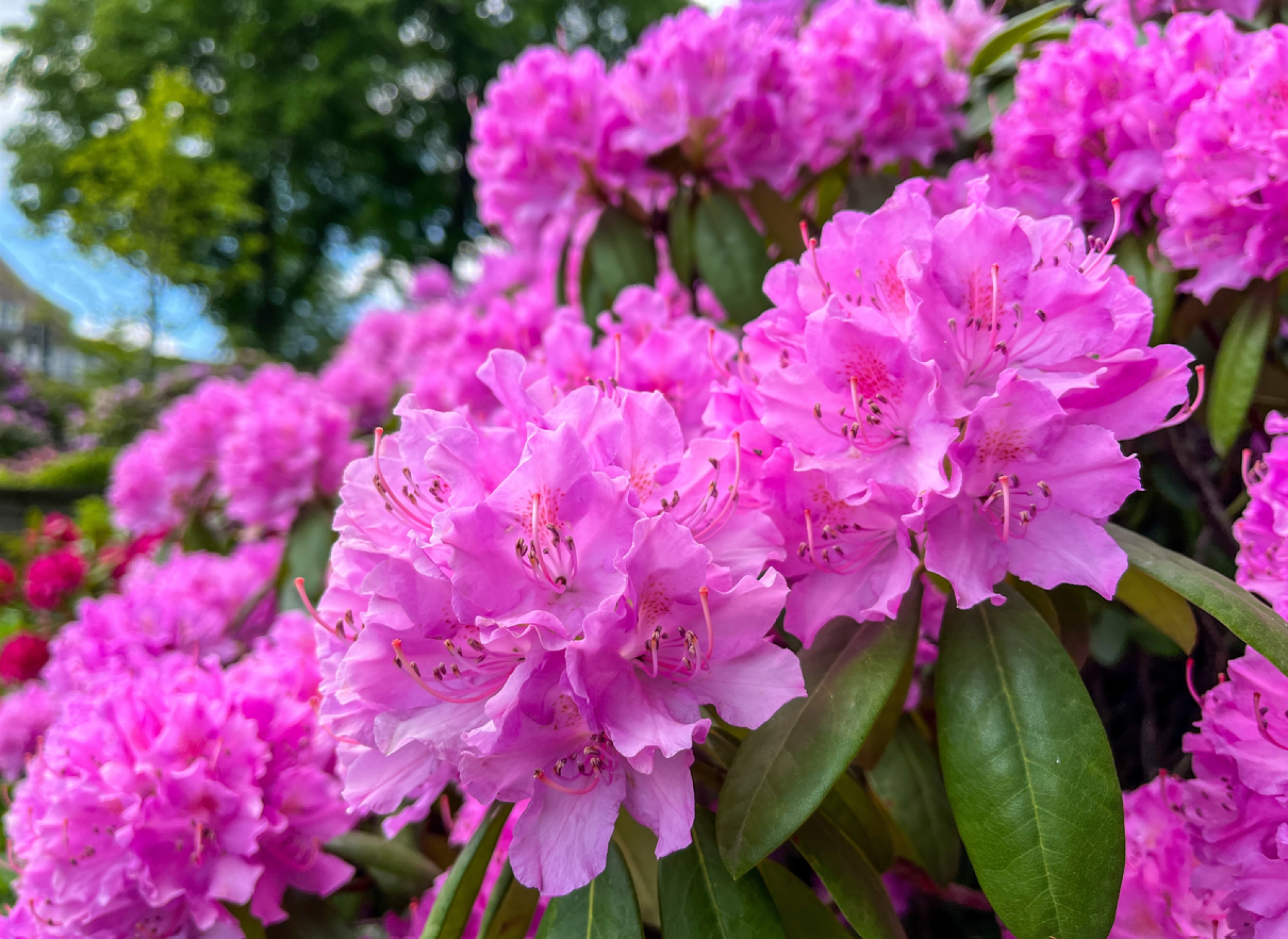 Fourniture de plants de rhododendrons