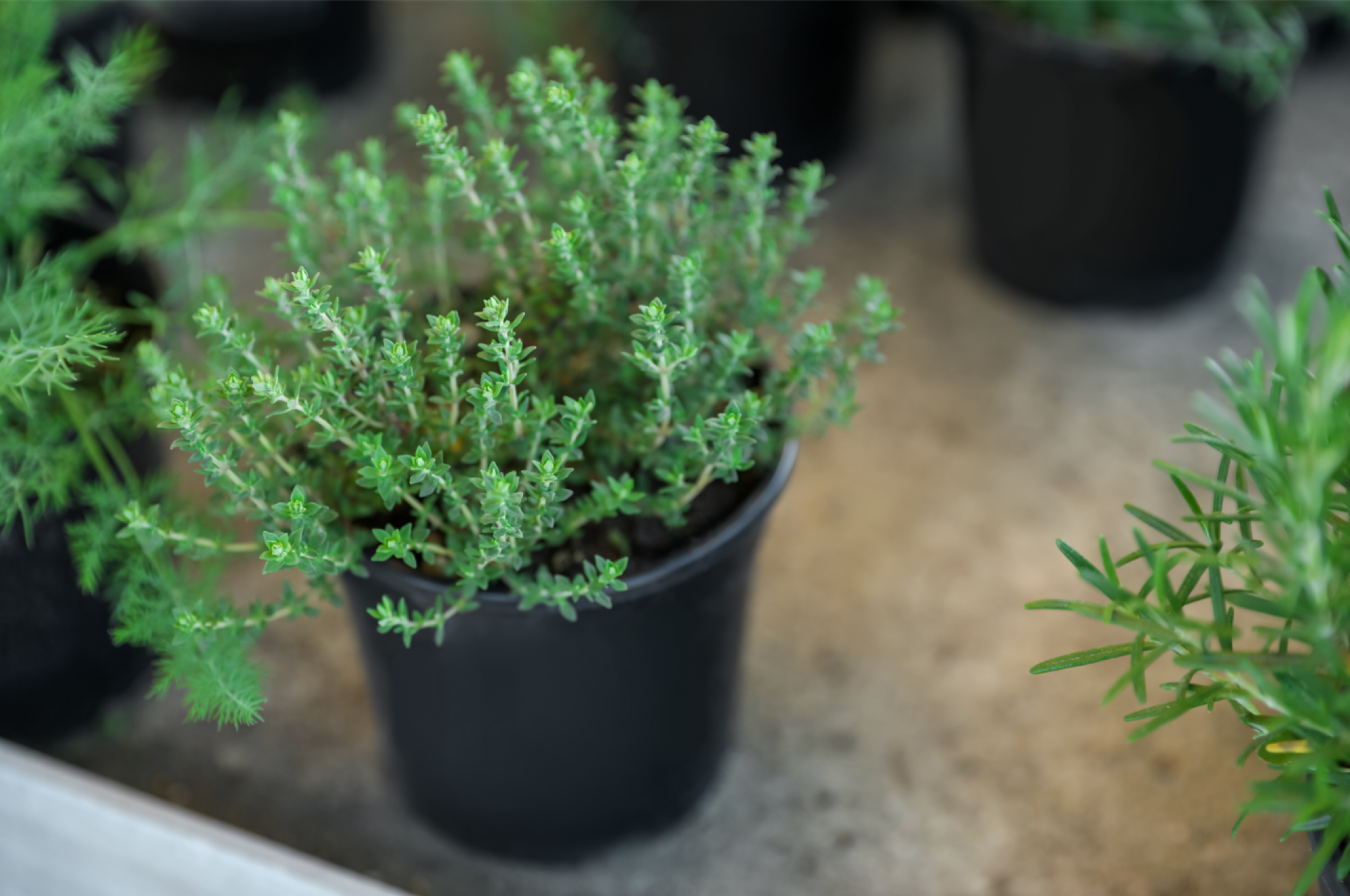 Fourniture de plants de thym