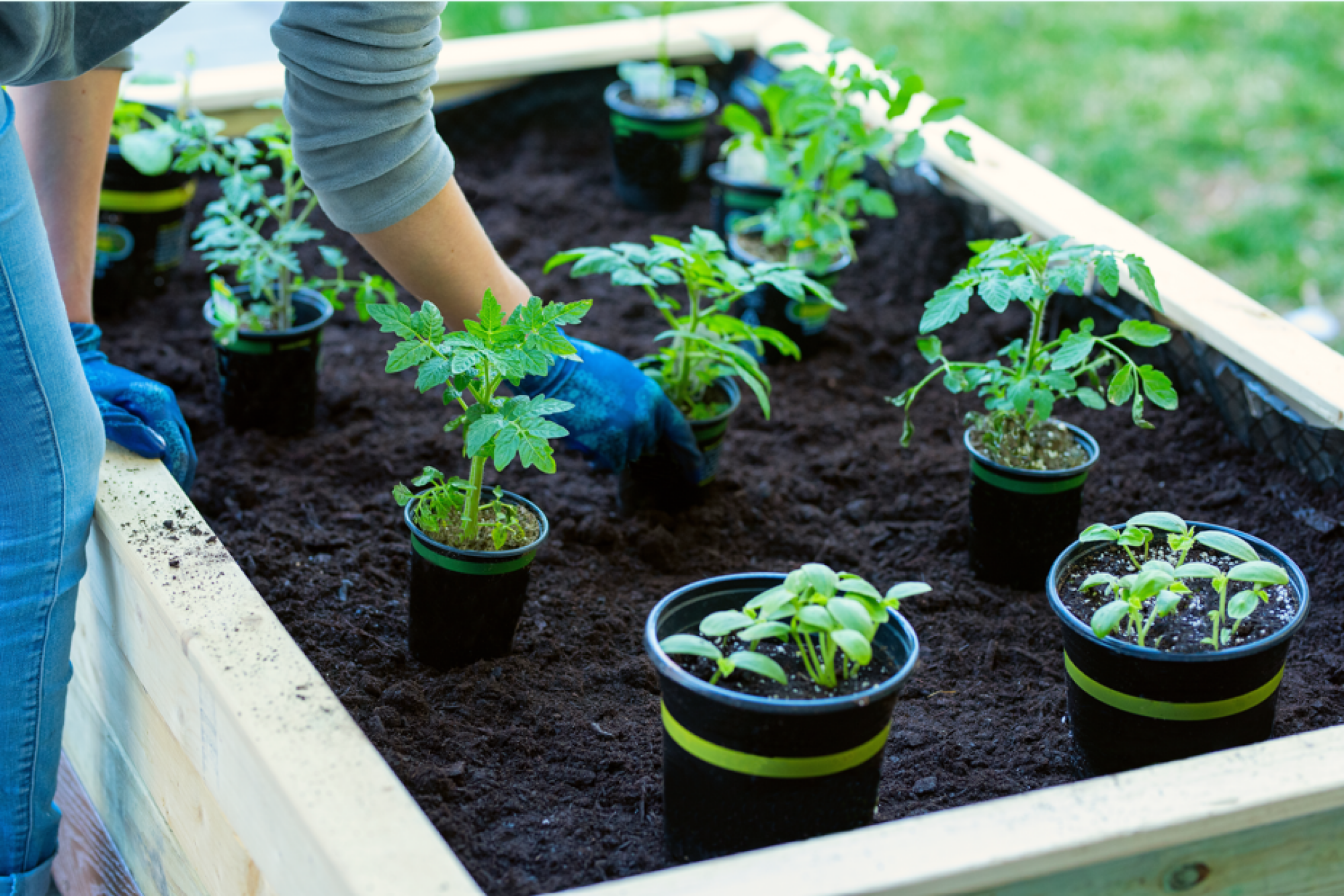 Fourniture de plants potagers