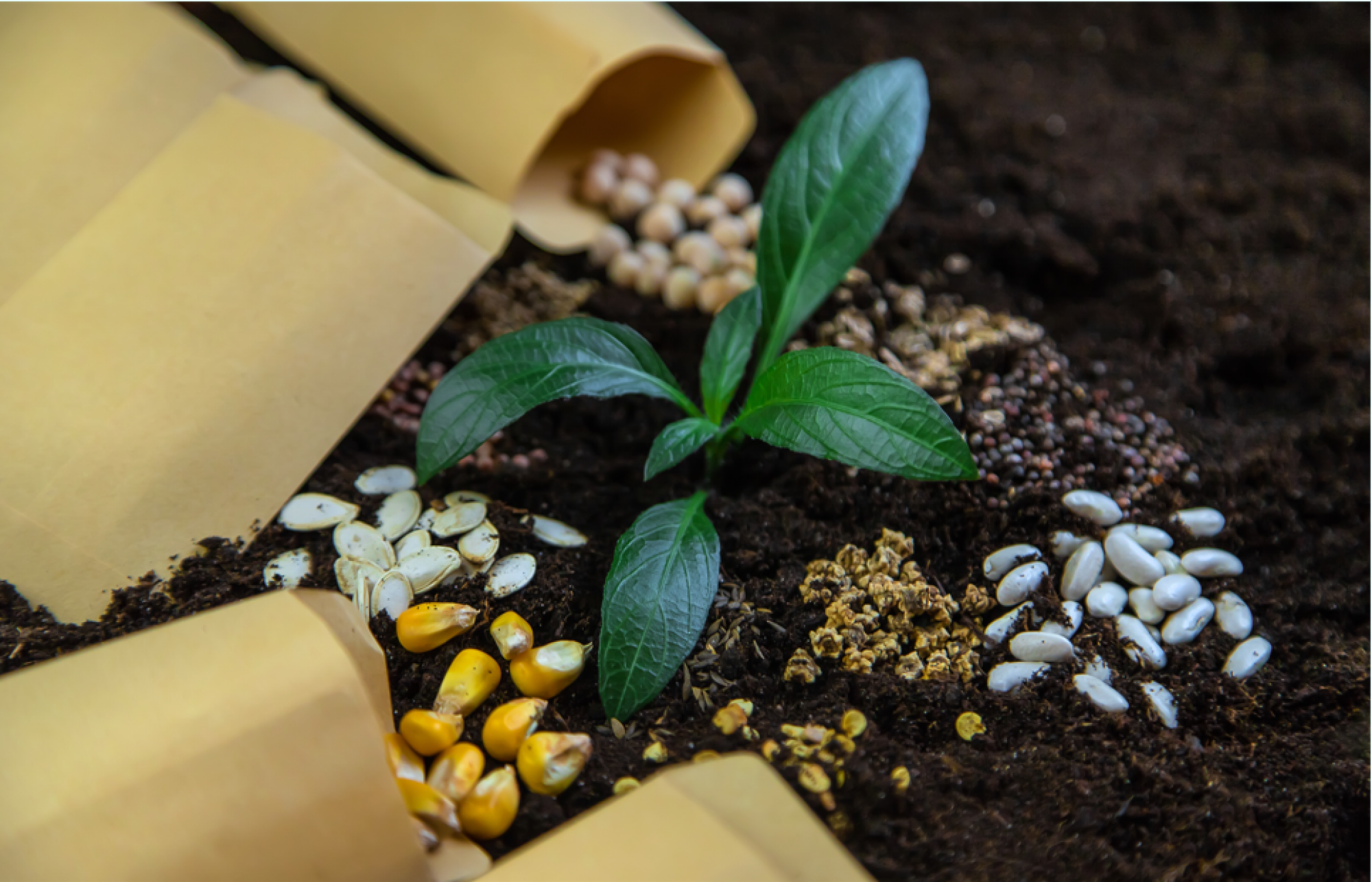 Fourniture de sachets de semences