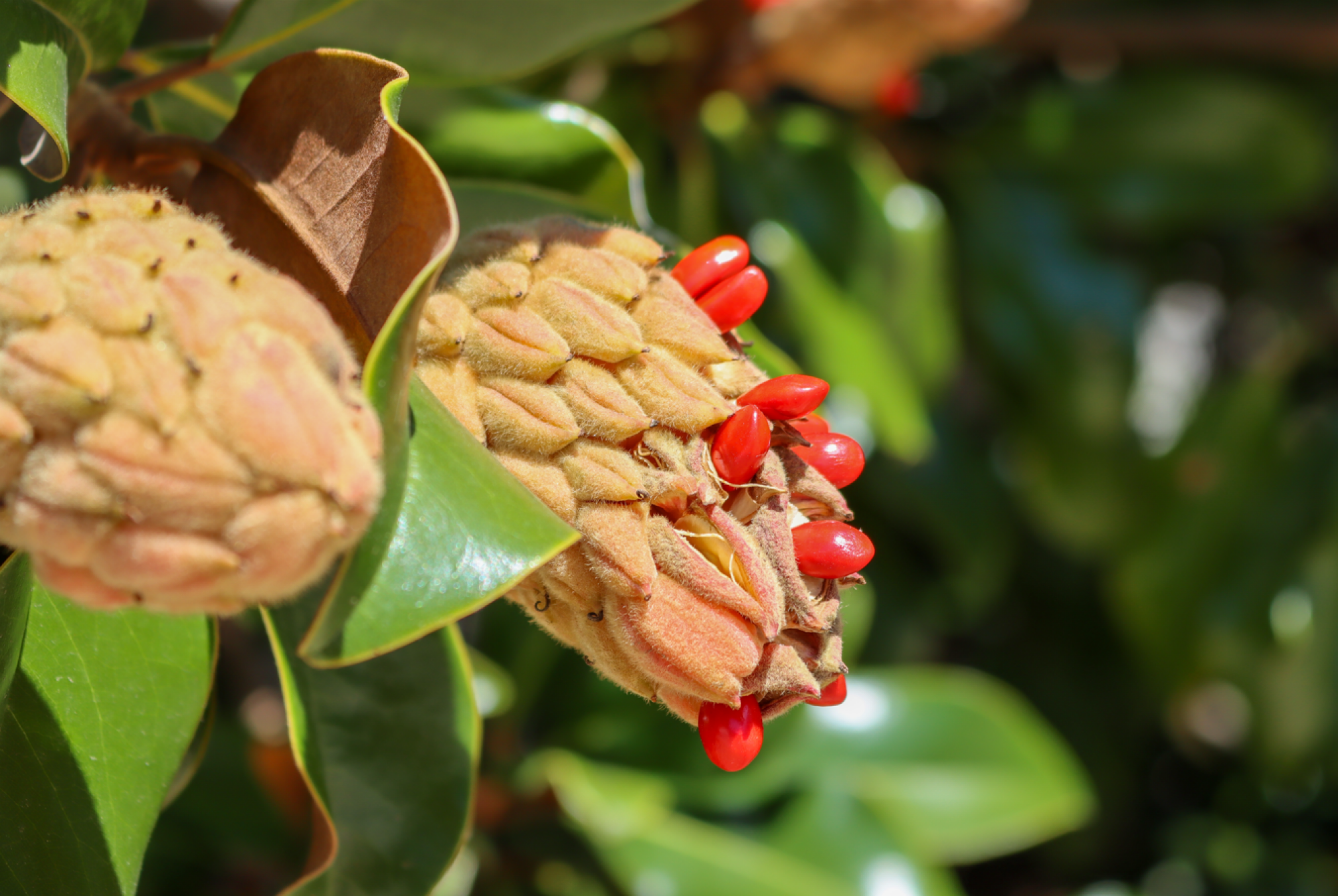 Graines de magnolias