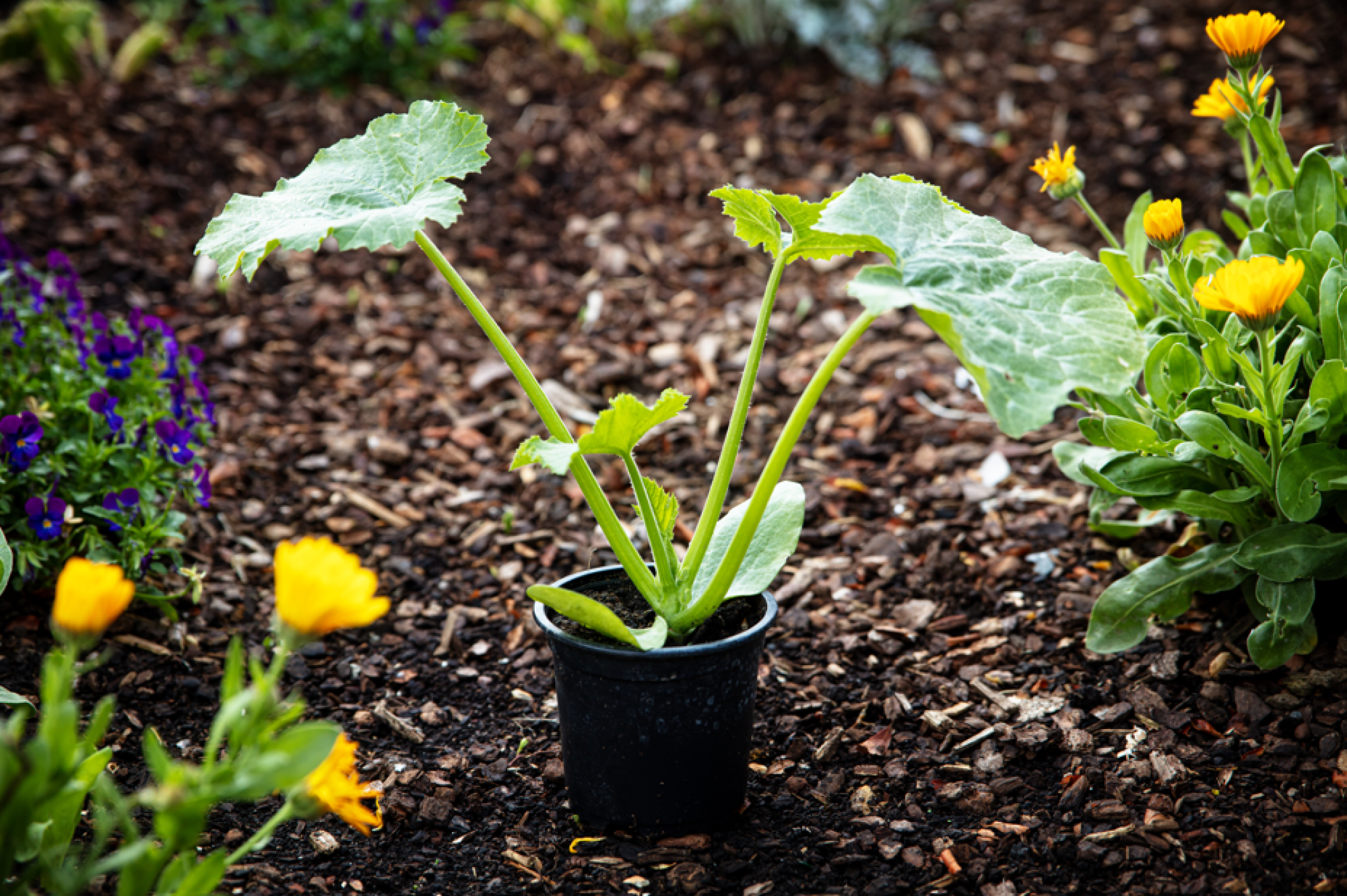 Plants de courgettes