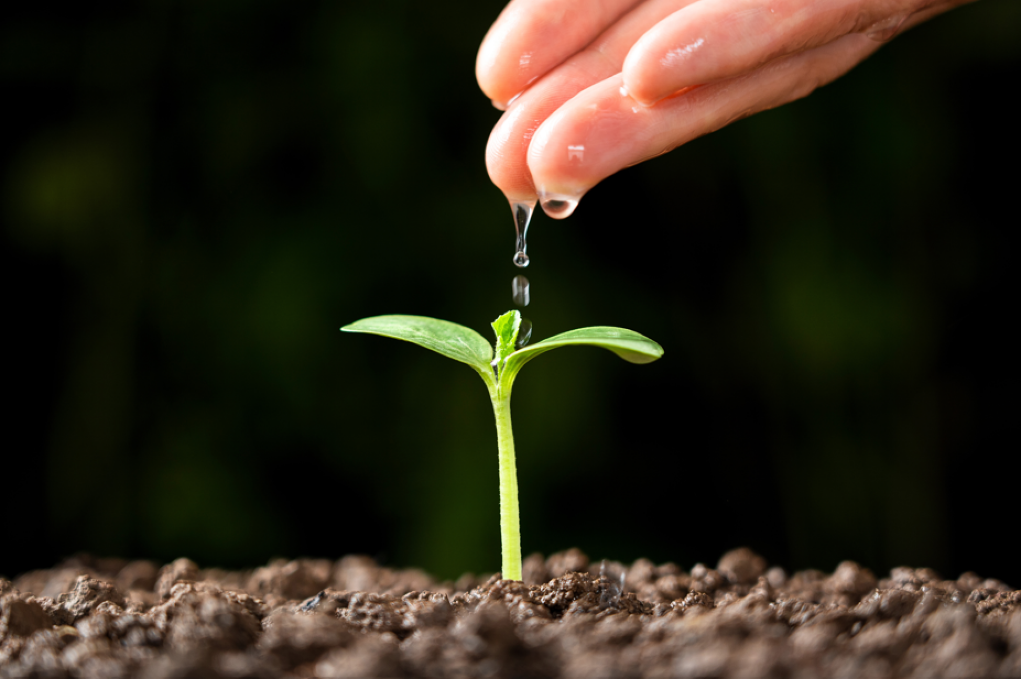 Production de semences certifiées