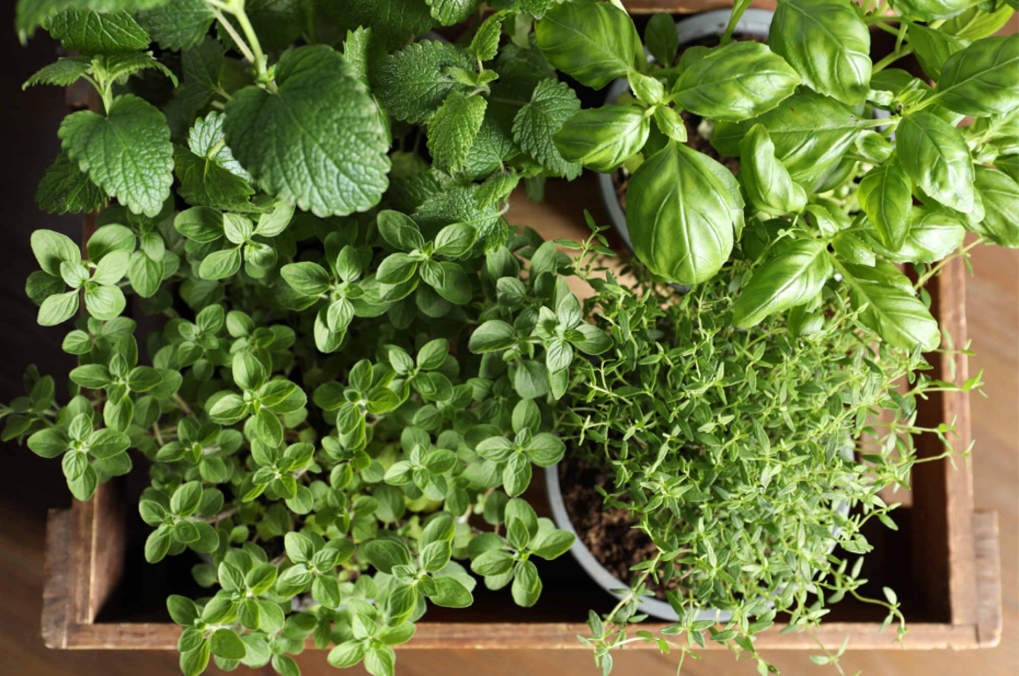 Production d'herbes aromatiques